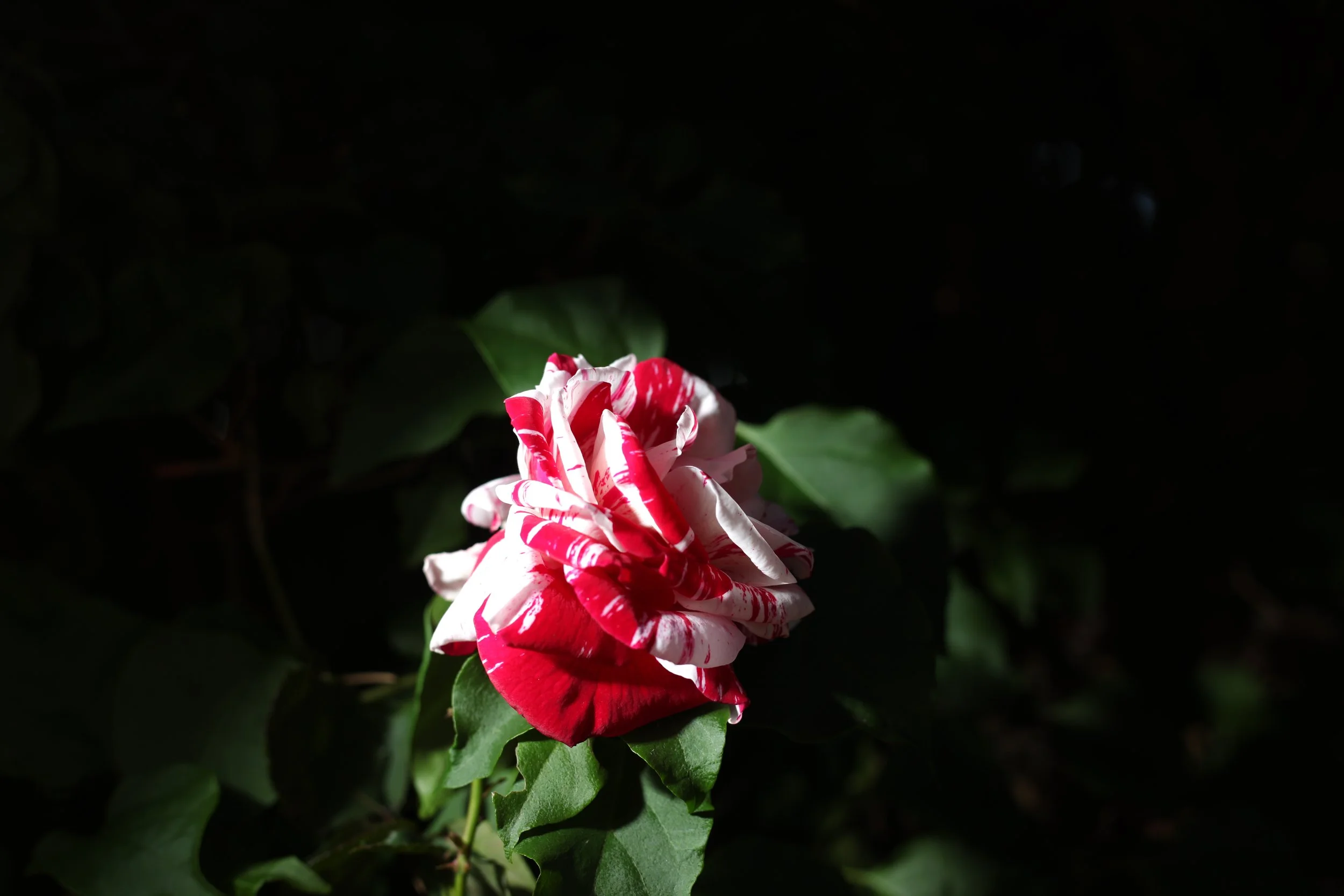 IMG_7393.JPG