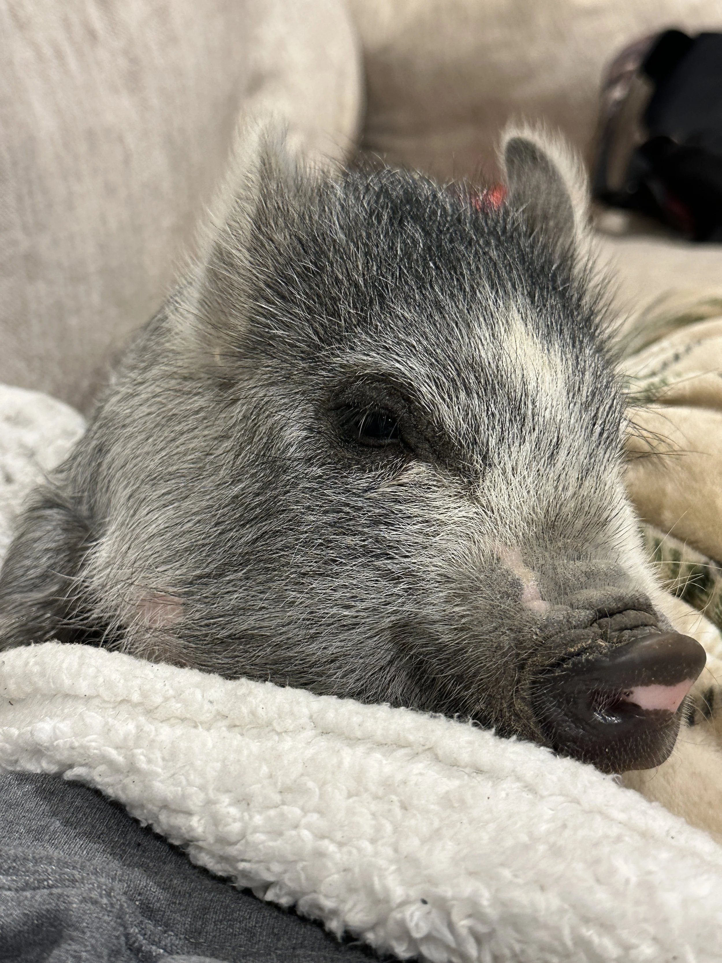 Close-up of a piglet resting with its head on a soft, white blanket, showing its snout and closed eye.