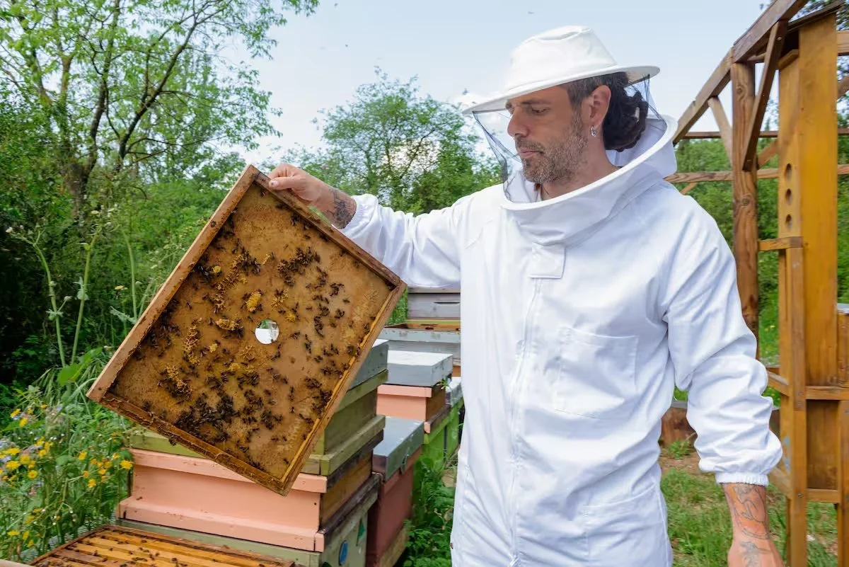 Melvida's apiary in Collserola Natural Park