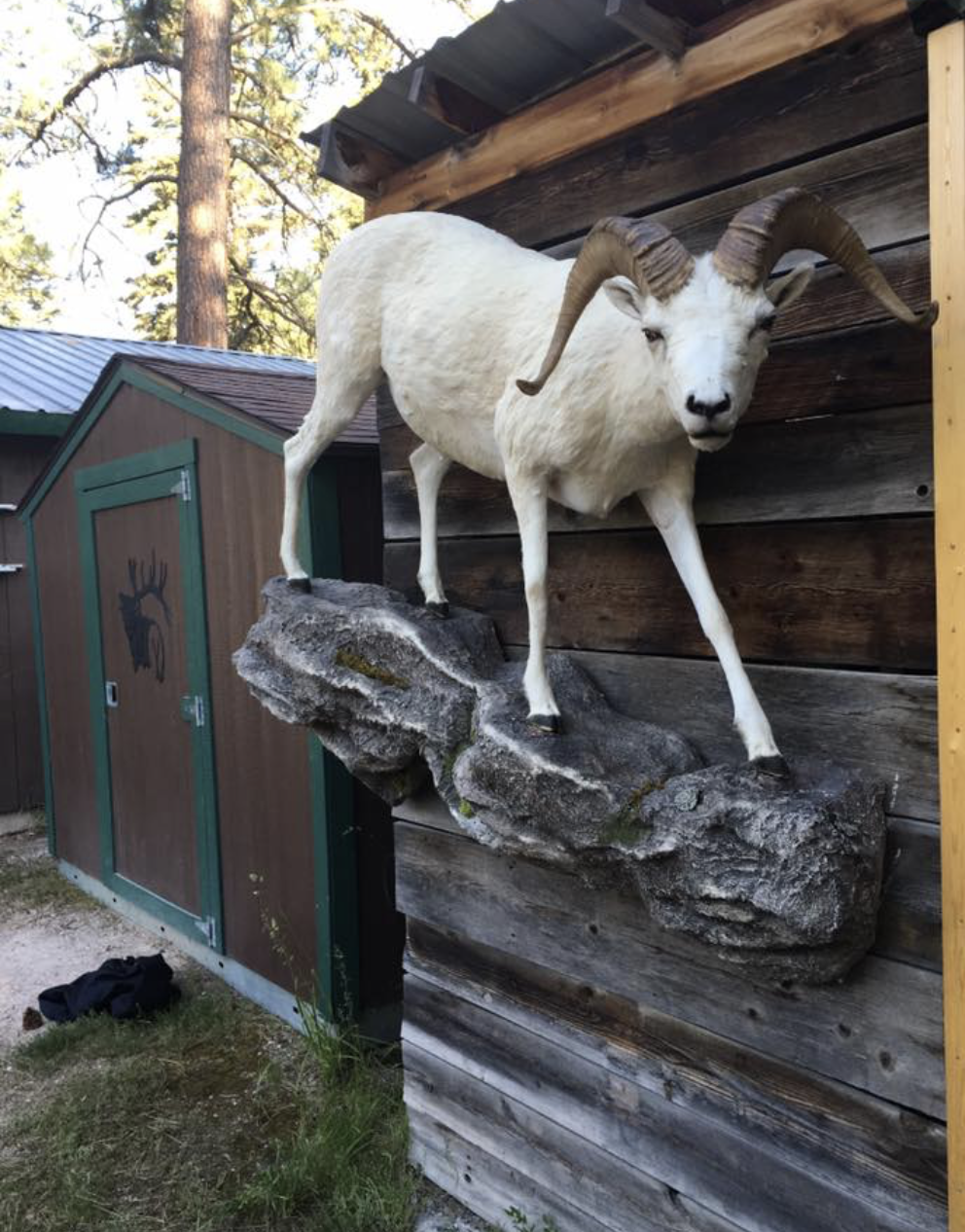 EUROPEAN MOUNTS