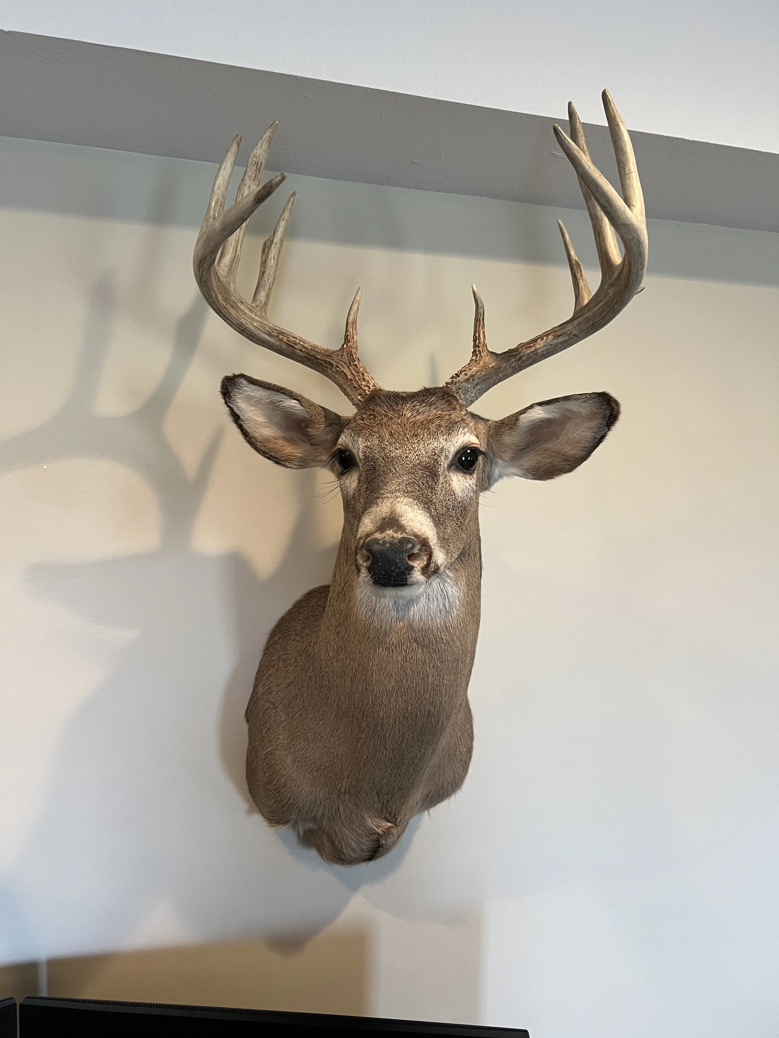 SHOULDER MOUNTS