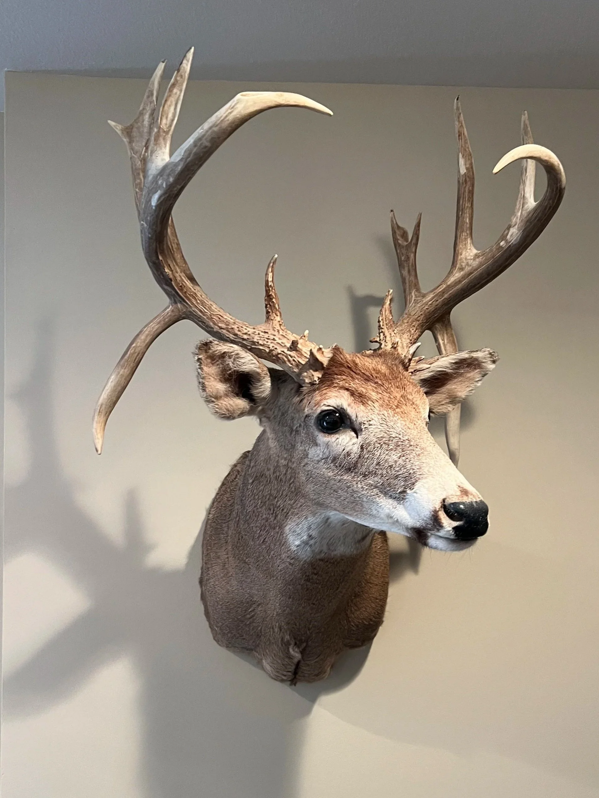 Mounted deer head with large antlers on a beige wall.