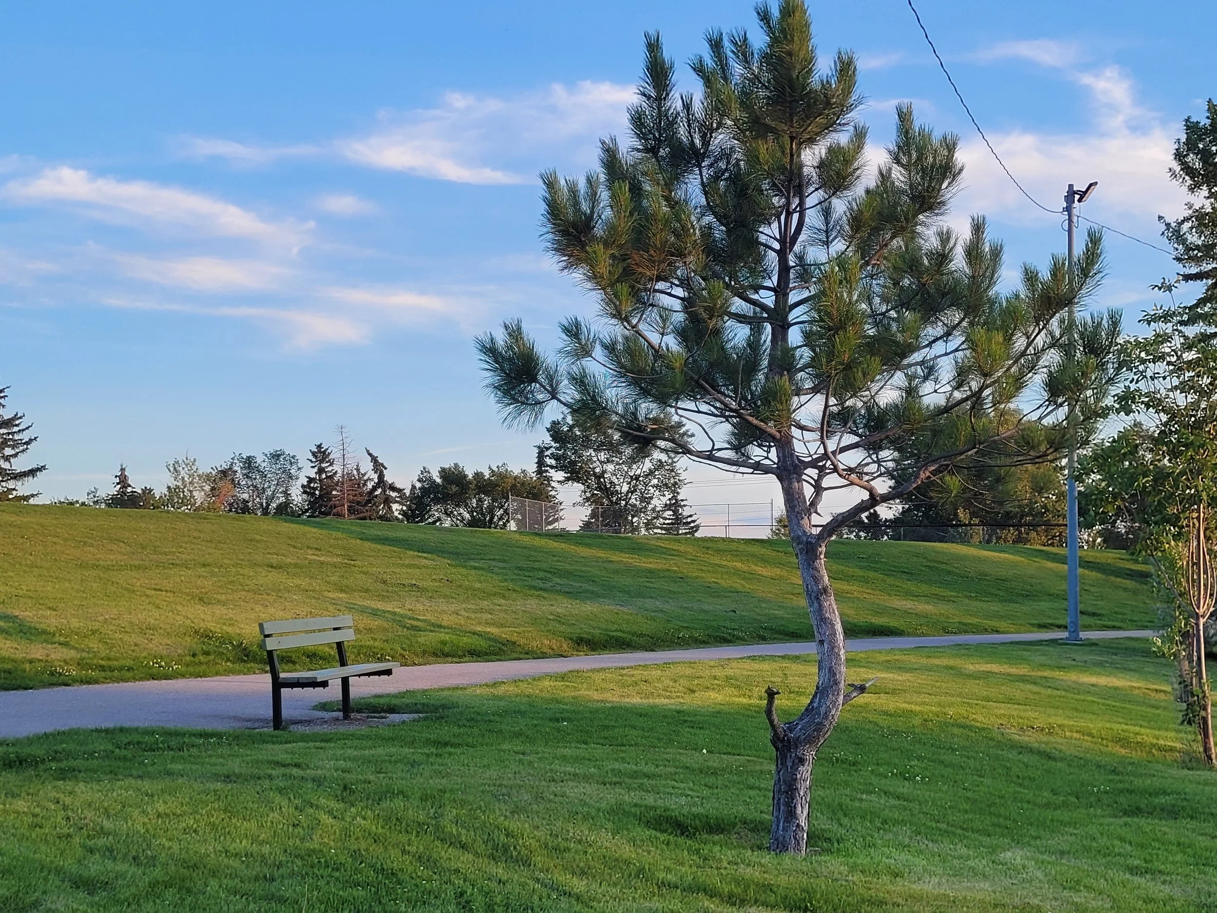 A park scene with a grassy field, a bench, a winding path, and a tall pine tree with green needles. There are other trees and a fence in the background. A blue sky with some clouds is above.