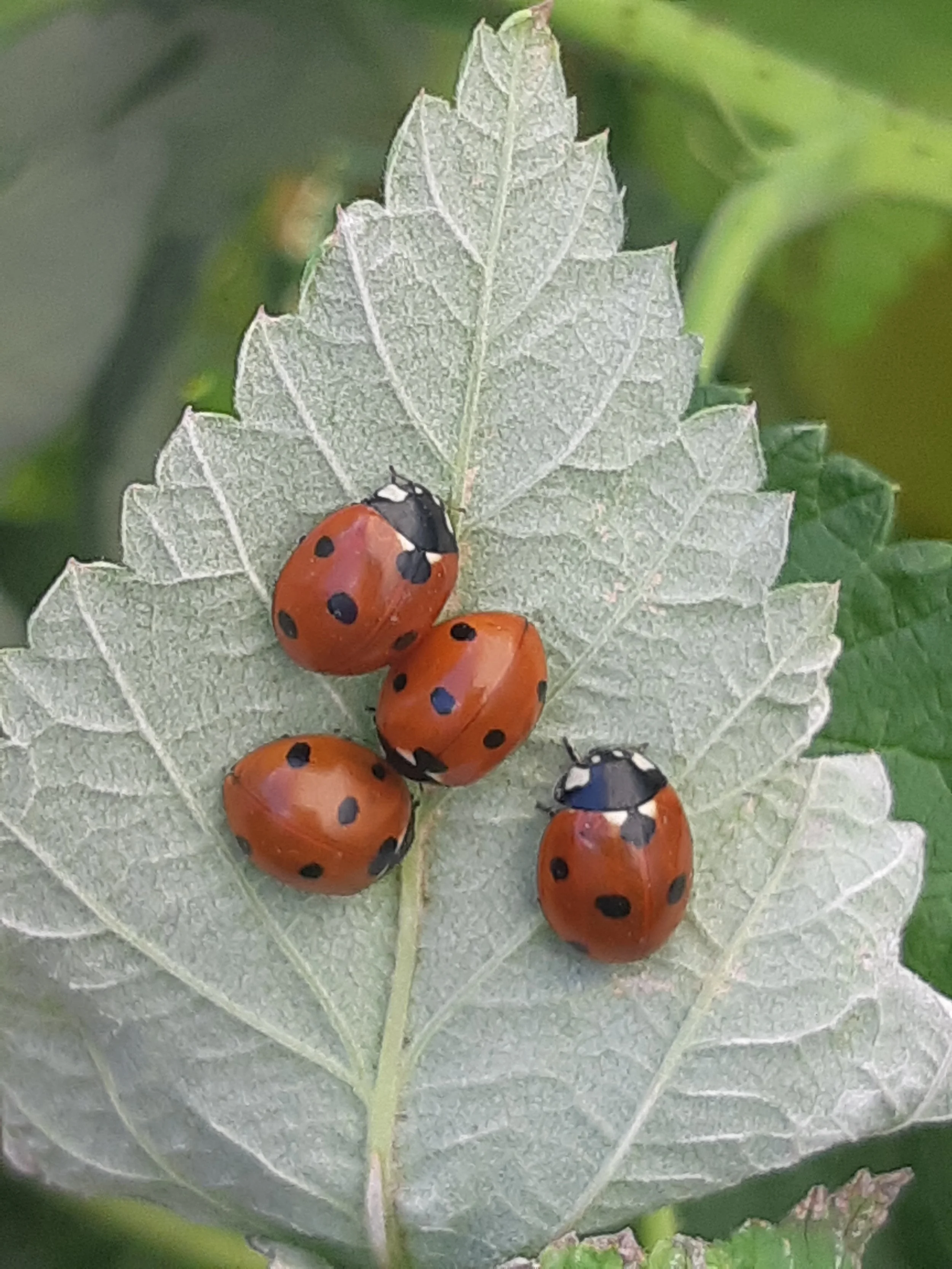 Close-up of a green leaf with a group of orange ladybugs with black spots on its surface.