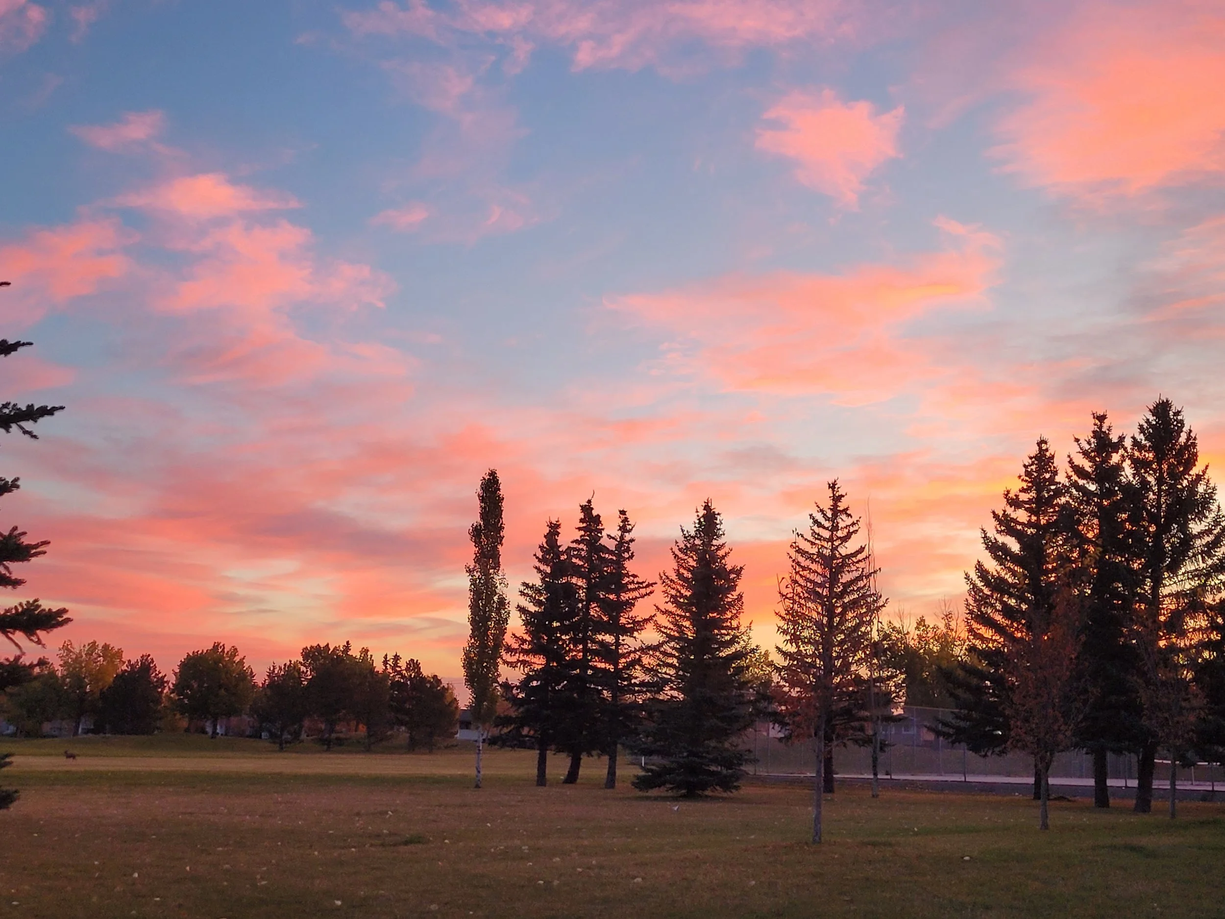 A colorful sunset sky with pink and purple clouds, silhouetted trees and a park area with grass and trees in the foreground.