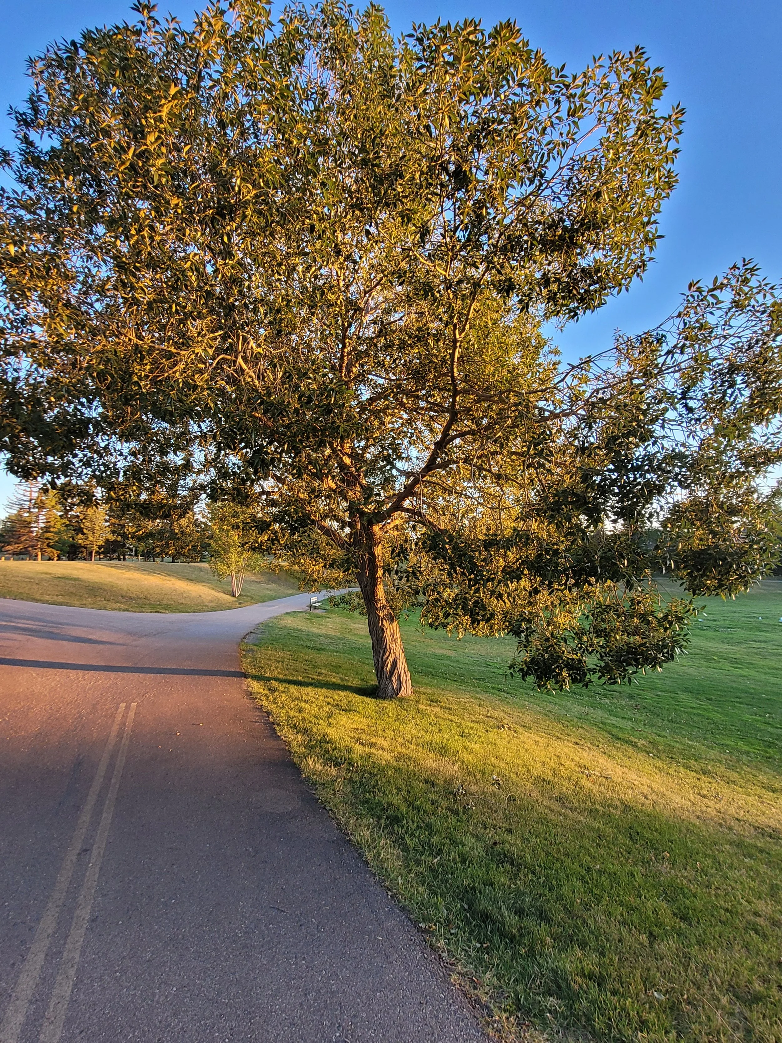 A large tree with green leaves and a sturdy trunk is along a paved park path. The scene is lit by warm sunlight, and the sky is clear with a few clouds.