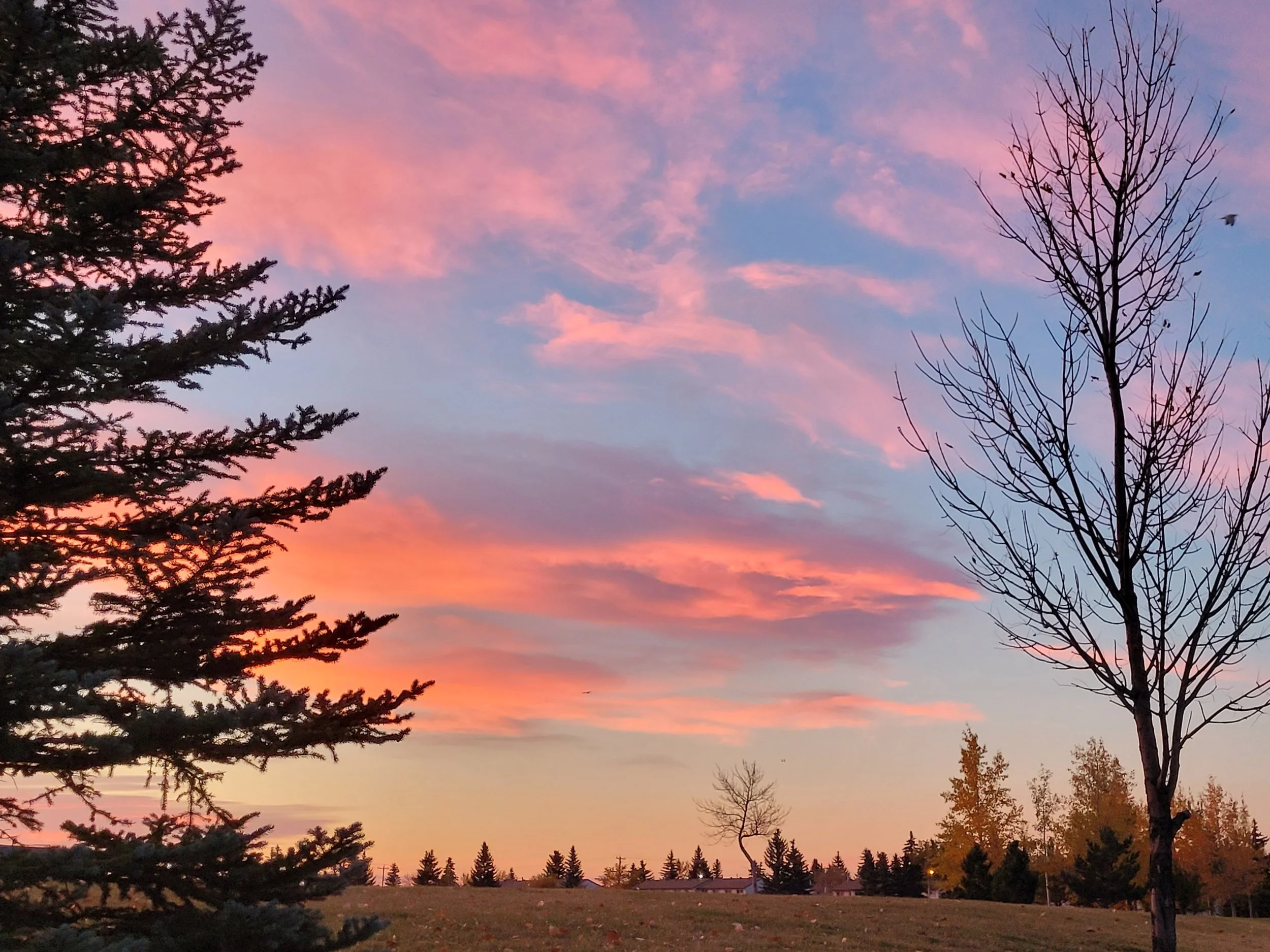A scenic sunset sky with pink and blue clouds, silhouetted trees including a pine on the left and a leafless tree on the right, with a distant tree line and some houses below.