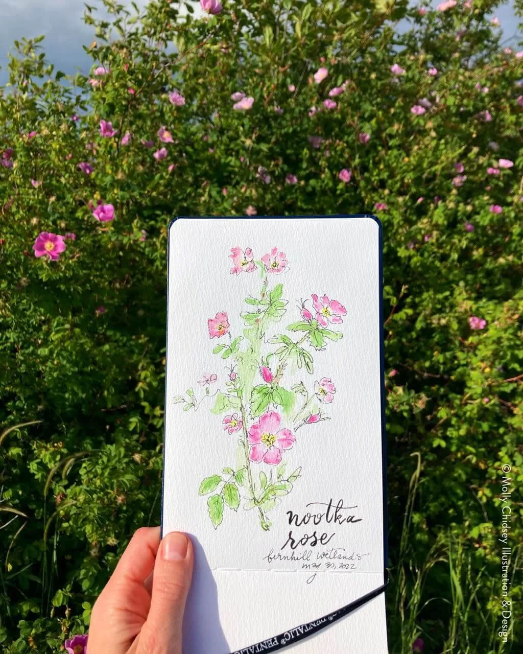 Botanical_Illustration_MollyChidsey_4_h0getm-2.jpg