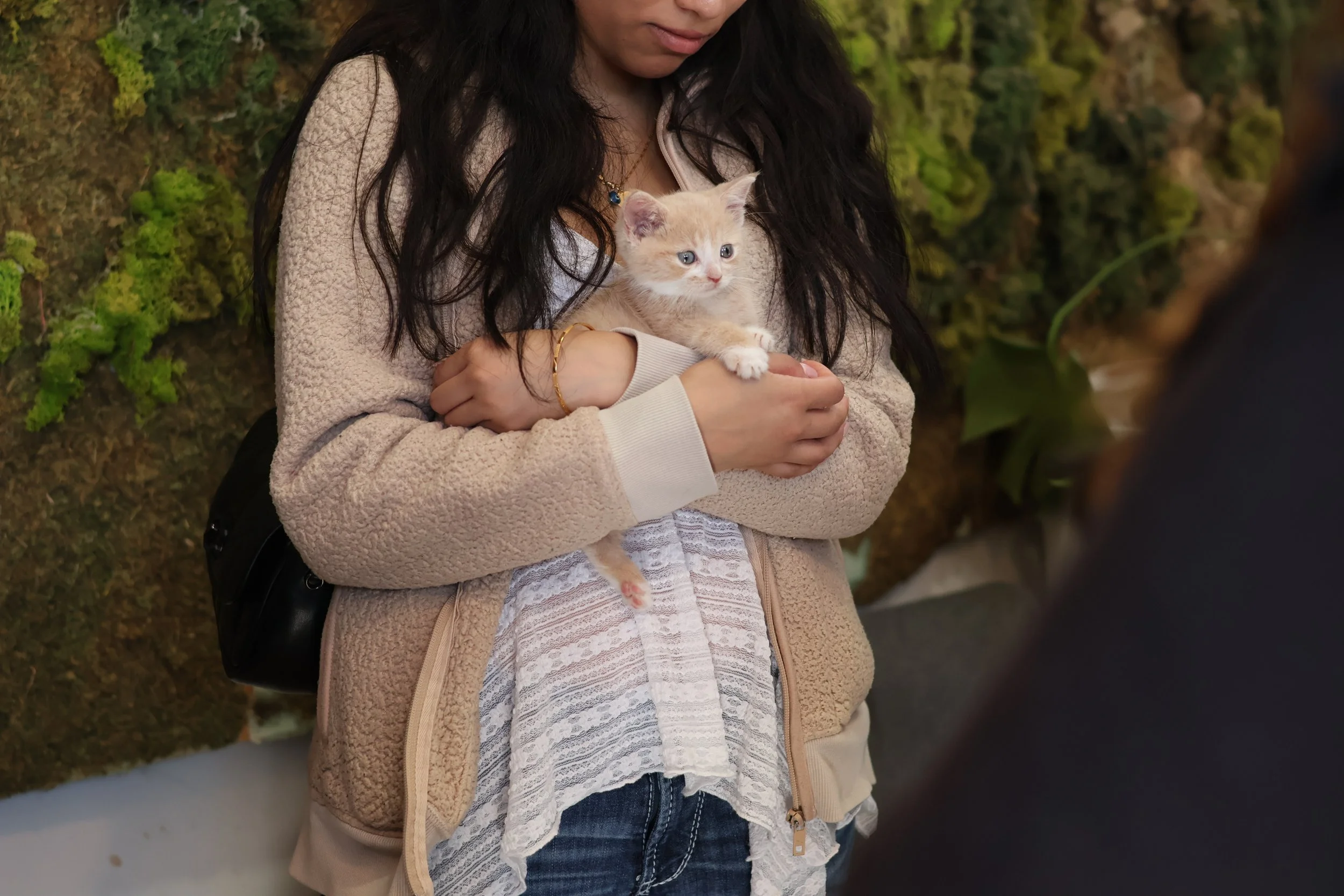 Rescued Cat Adoption