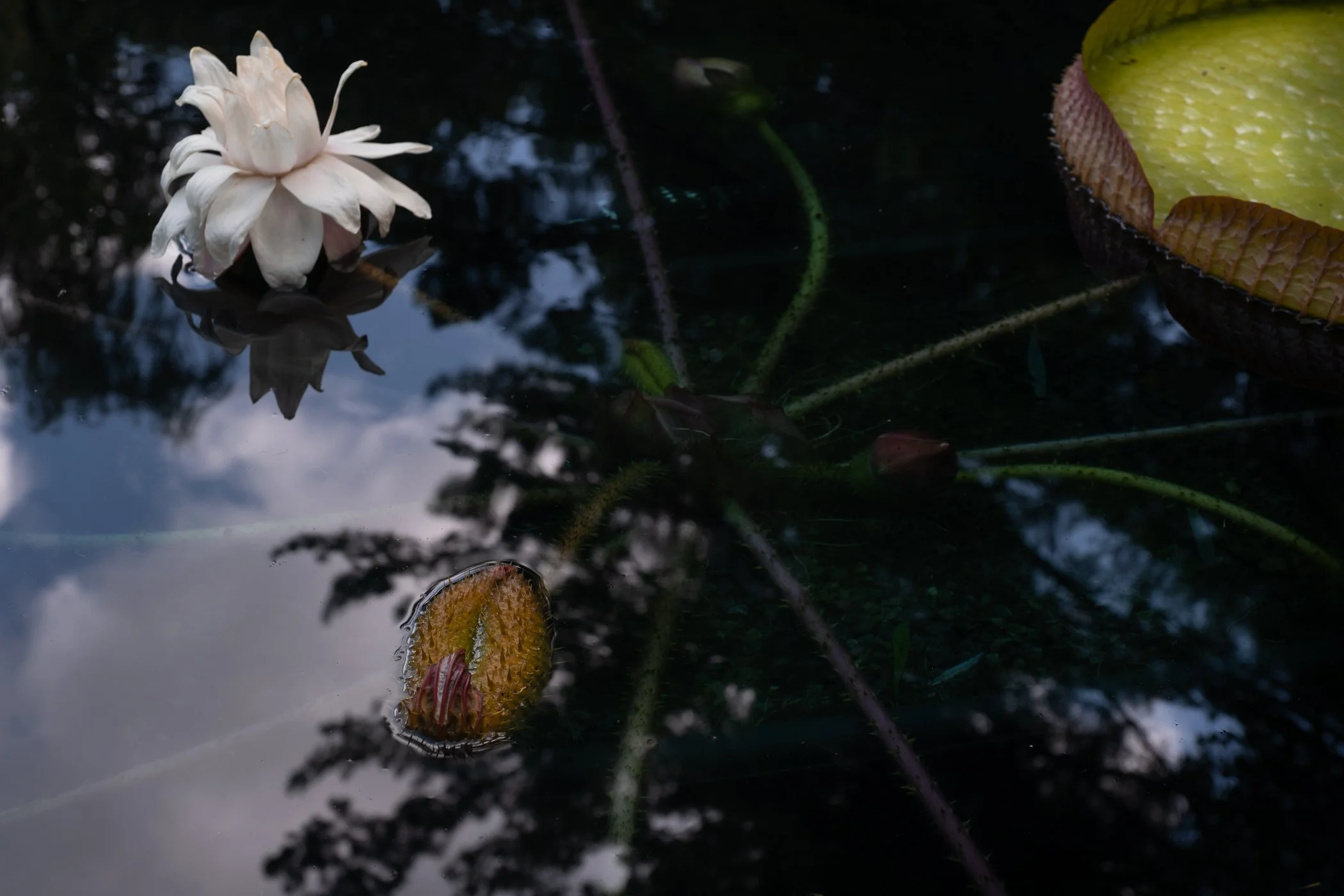 The Lotus Revealed - Garden edits 5-13-26_Page_28.jpg