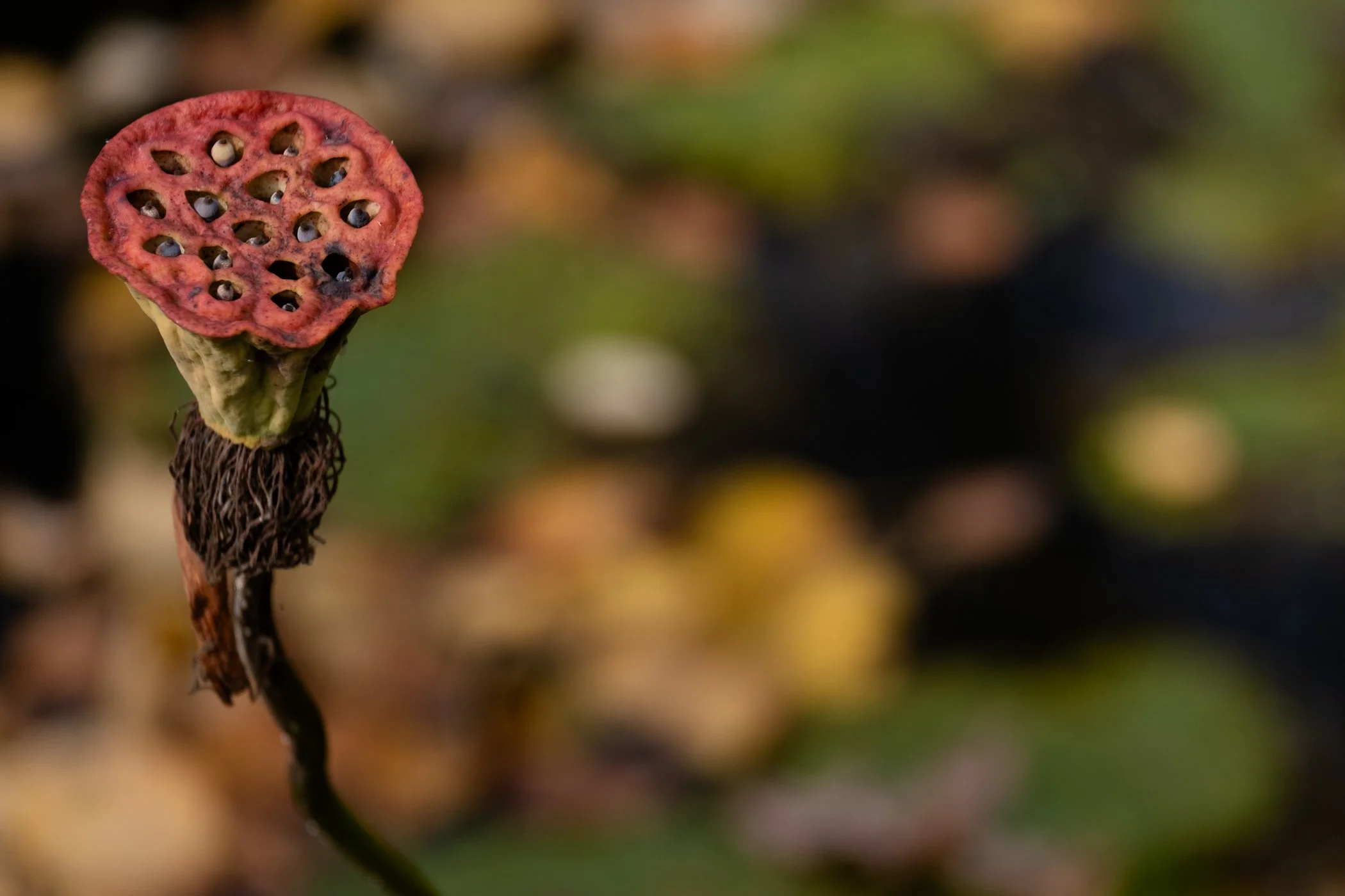 The Lotus Revealed - Garden edits 5-13-26_Page_22.jpg