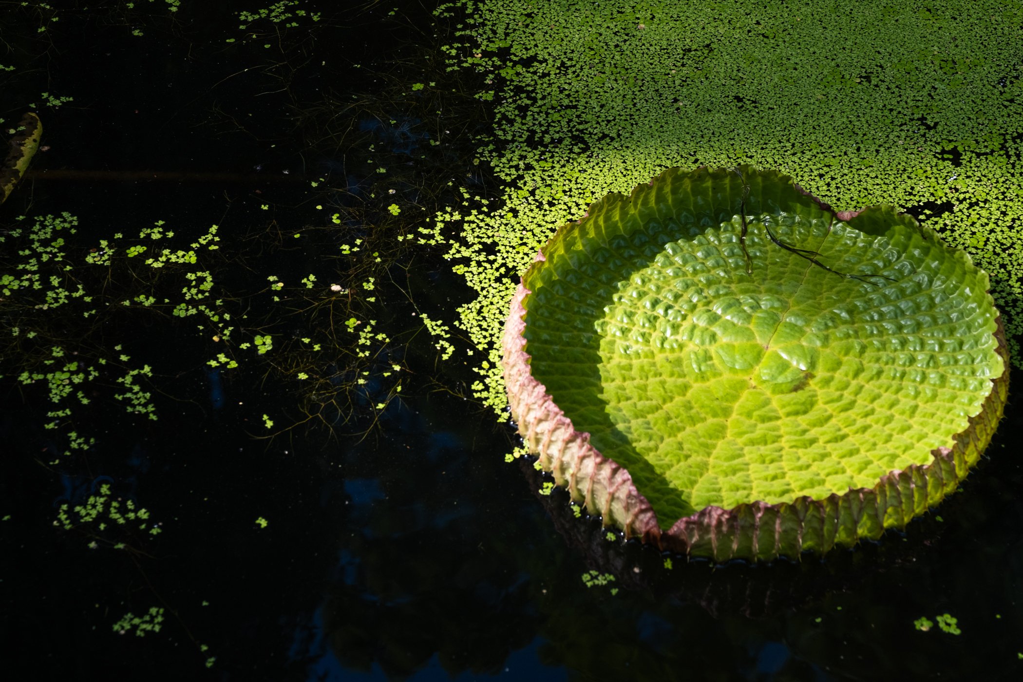 The Lotus Revealed - Garden edits 5-13-26_Page_18.jpg