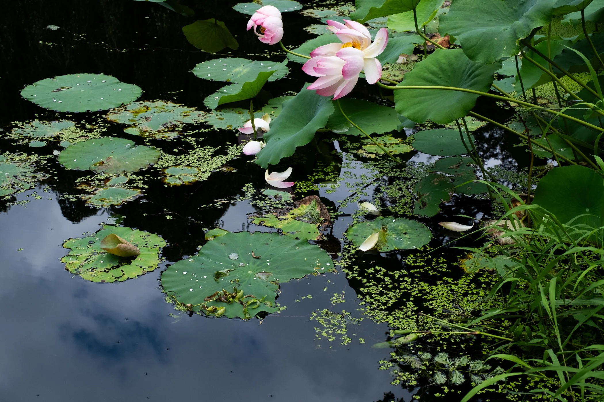 The Lotus Revealed - Garden edits 5-13-26_Page_25.jpg