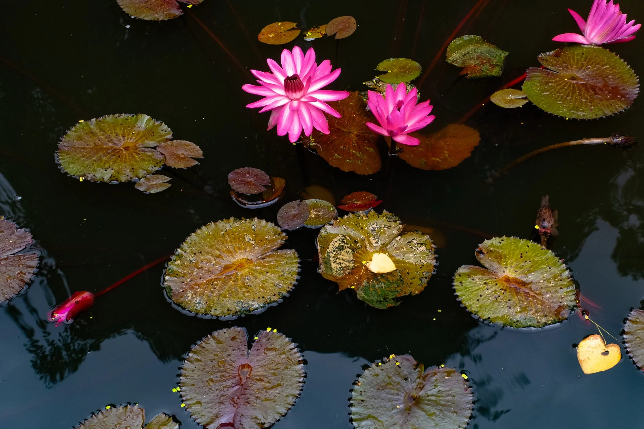 The Lotus Revealed - Garden edits 5-13-26_Page_17.jpg