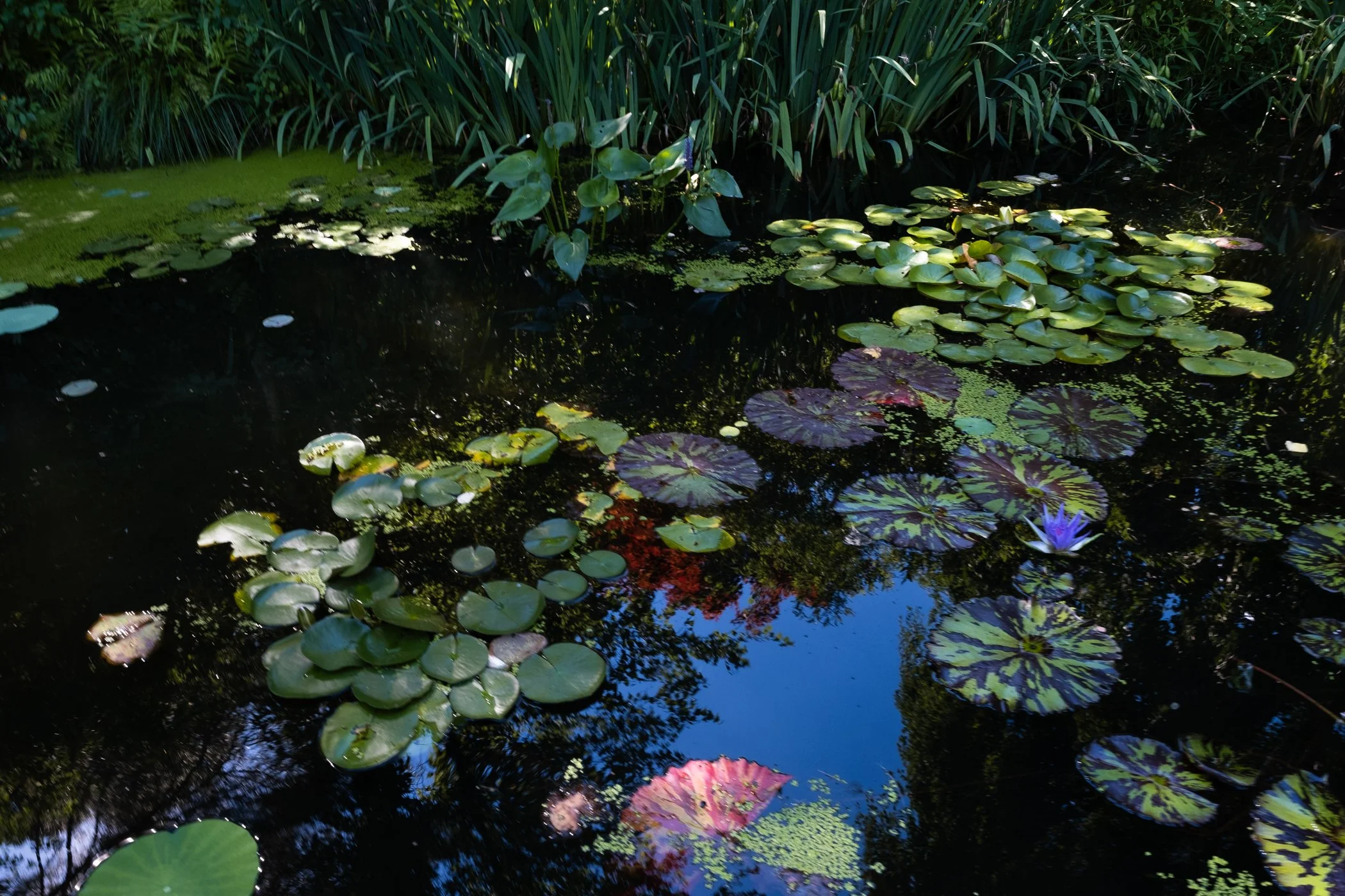 imgi_28_Garden+CONTACT+Final+Portfolio+5-12_Page_27.jpg