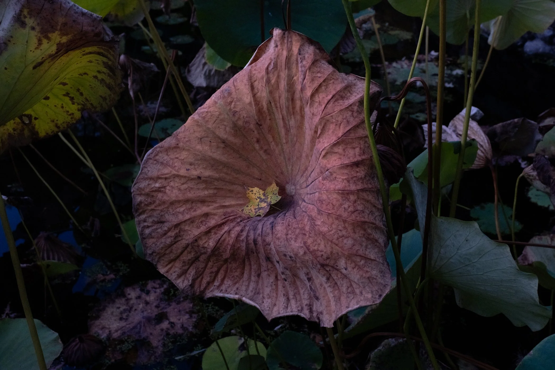 The Lotus Revealed - Garden edits 5-13-26_Page_10.jpg