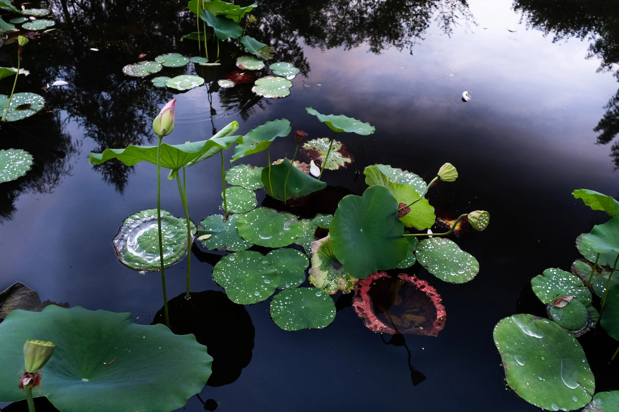 The Lotus Revealed - Garden edits 5-13-26_Page_19.jpg