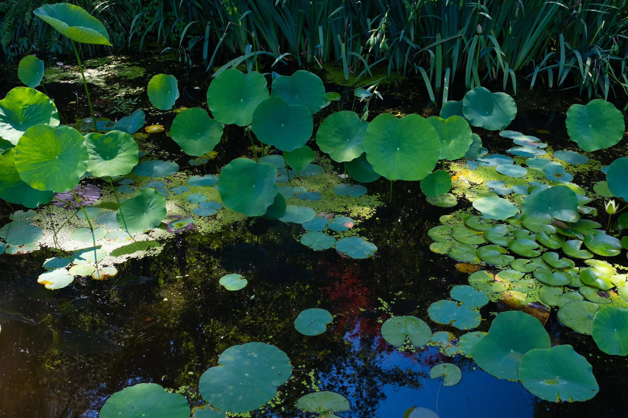 The Lotus Revealed - Garden edits 5-13-26_Page_27.jpg