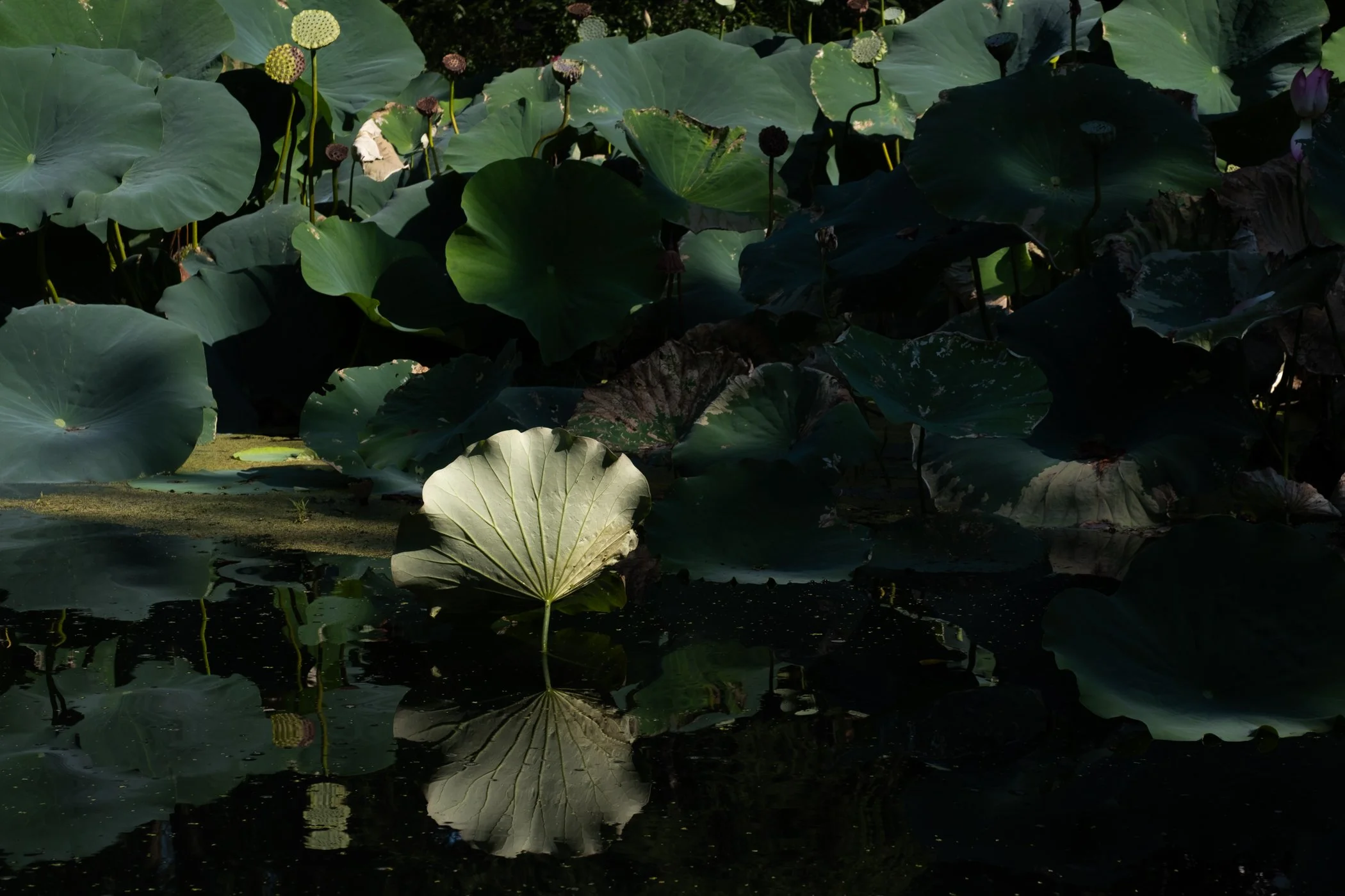 The Lotus Revealed - Garden edits 5-13-26_Page_36.jpg