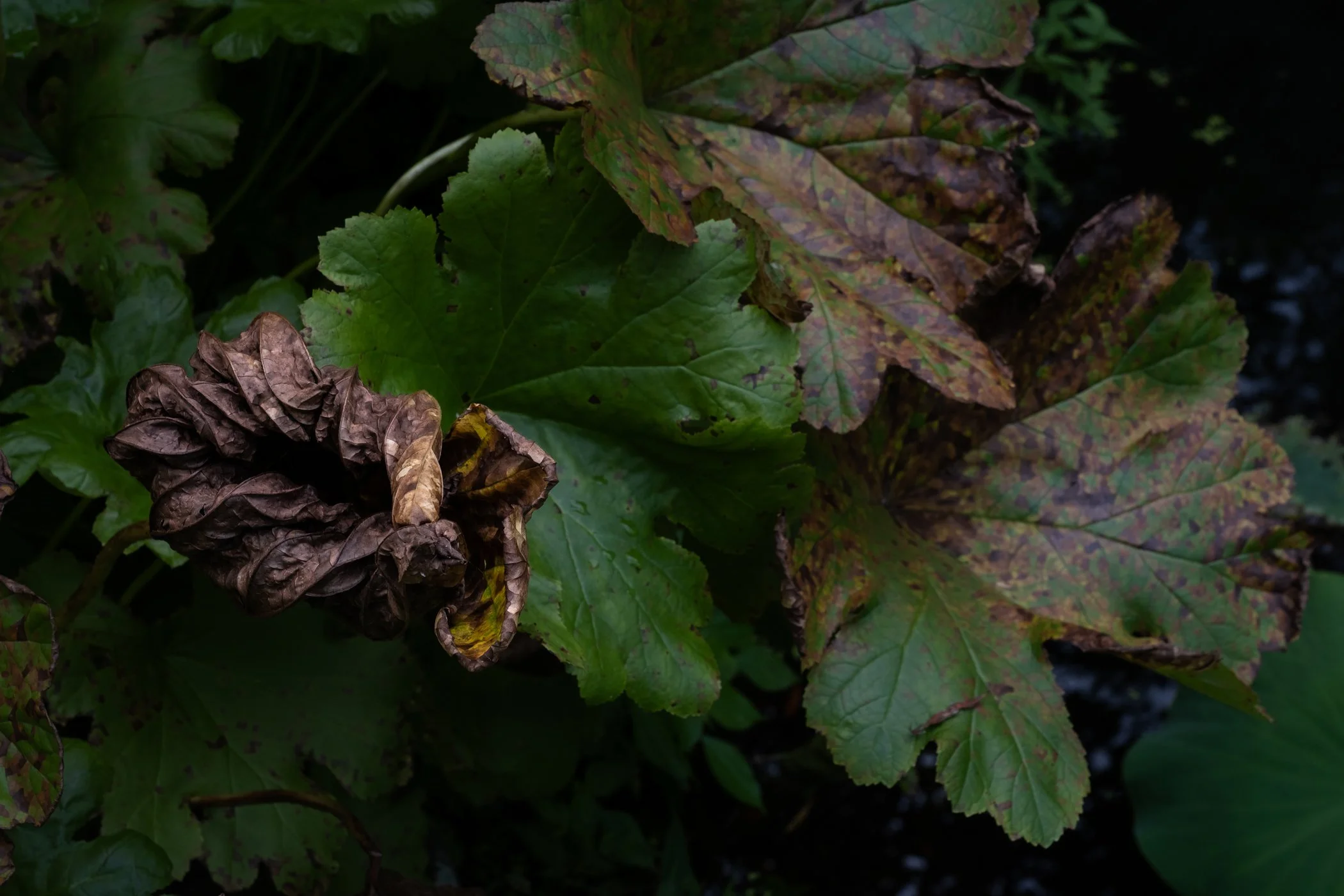 imgi_24_Garden+CONTACT+Final+Portfolio+5-12_Page_23.jpg