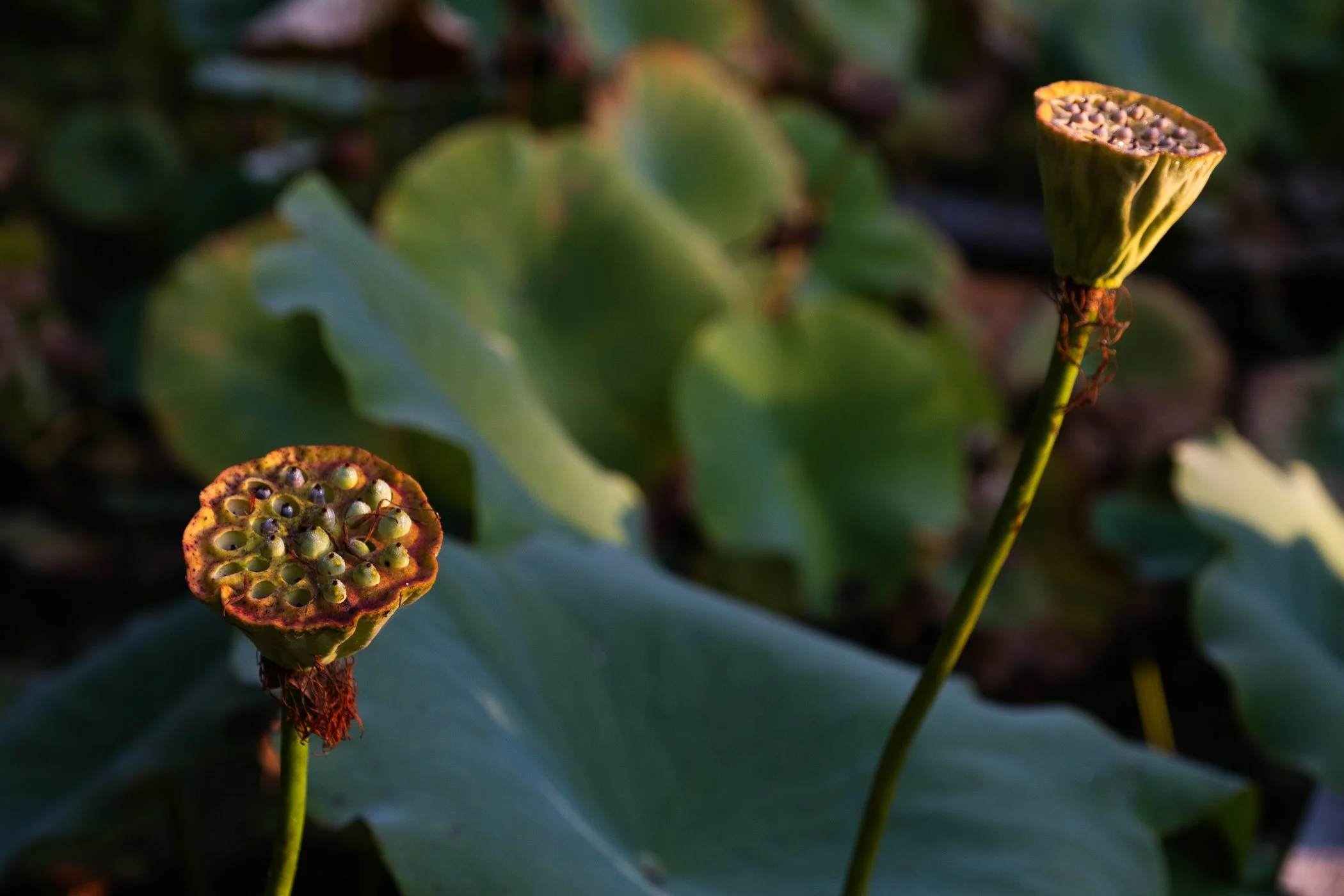 The Lotus Revealed - Garden edits 5-13-26_Page_11.jpg