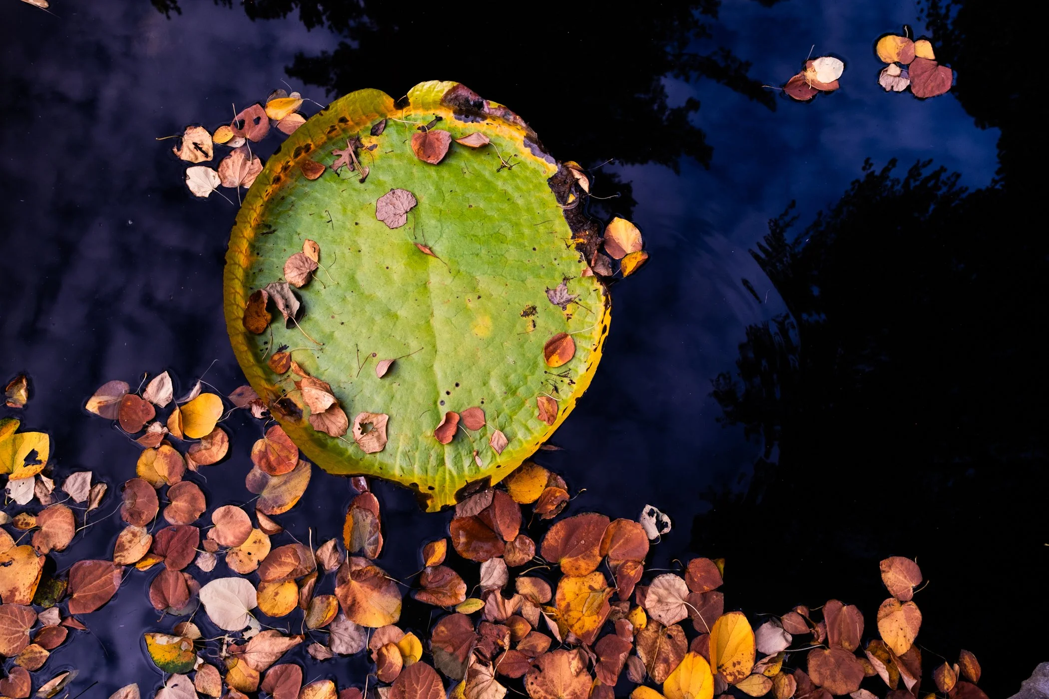 The Lotus Revealed - Garden edits 5-13-26_Page_30.jpg