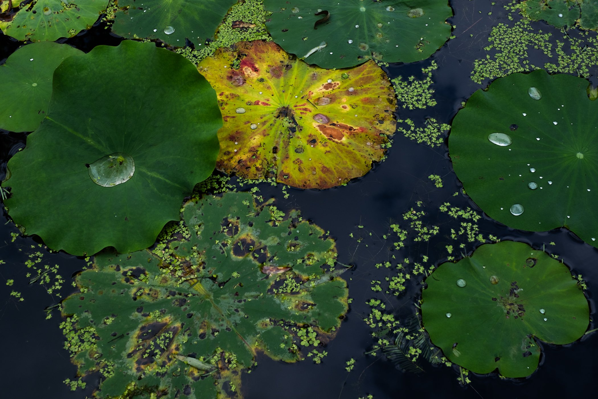The Lotus Revealed - Garden edits 5-13-26_Page_04.jpg