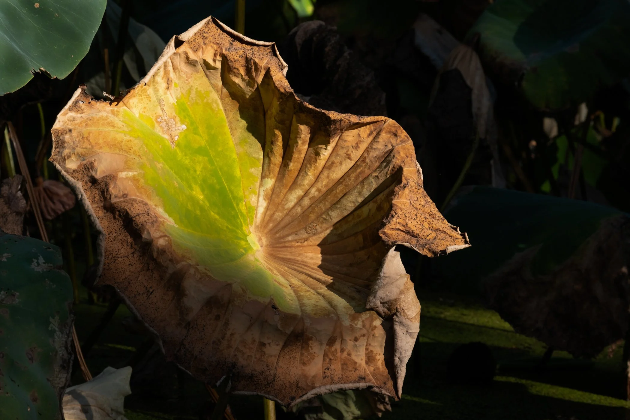 imgi_29_Garden+CONTACT+Final+Portfolio+5-12_Page_28.jpg