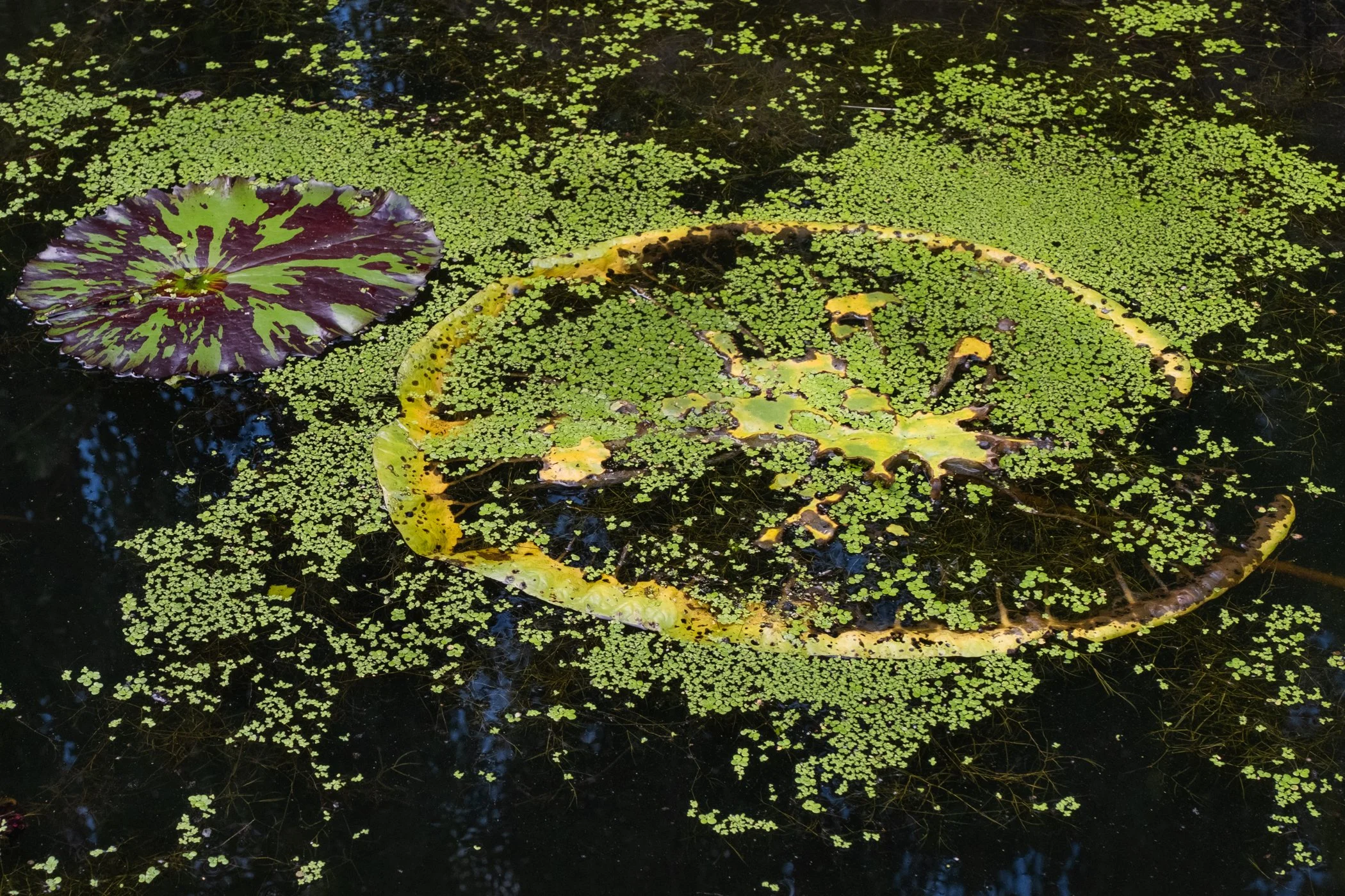 The Lotus Revealed - Garden edits 5-13-26_Page_13.jpg