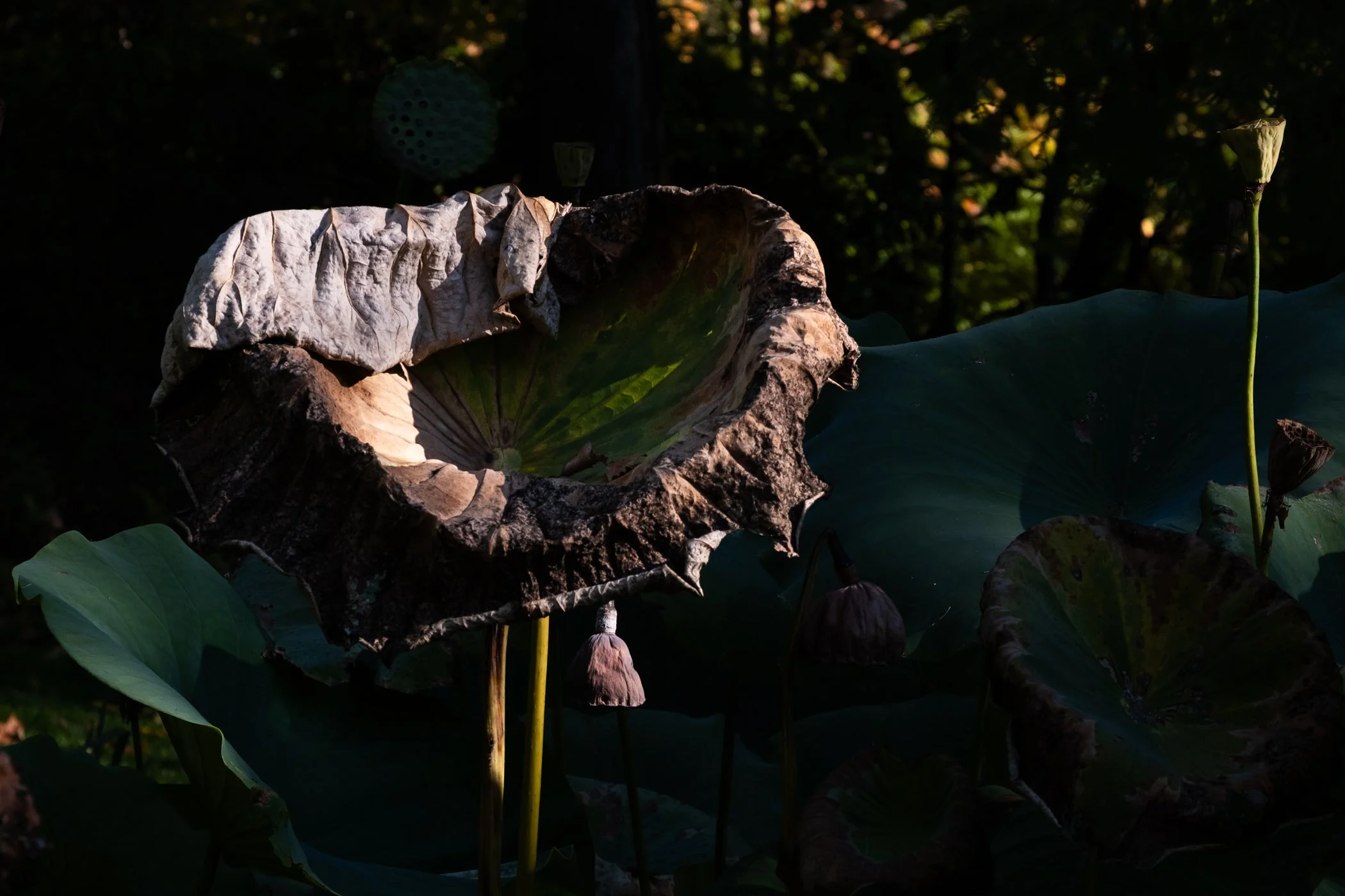 imgi_30_Garden+CONTACT+Final+Portfolio+5-12_Page_29.jpg
