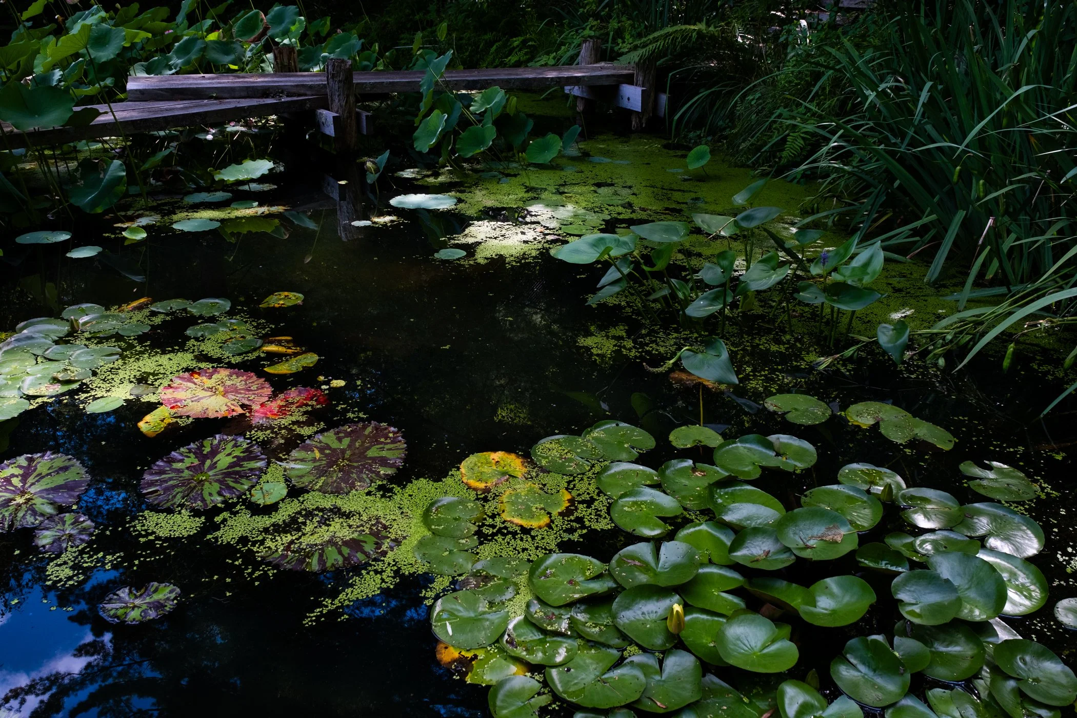 The Lotus Revealed - Garden edits 5-13-26_Page_37.jpg