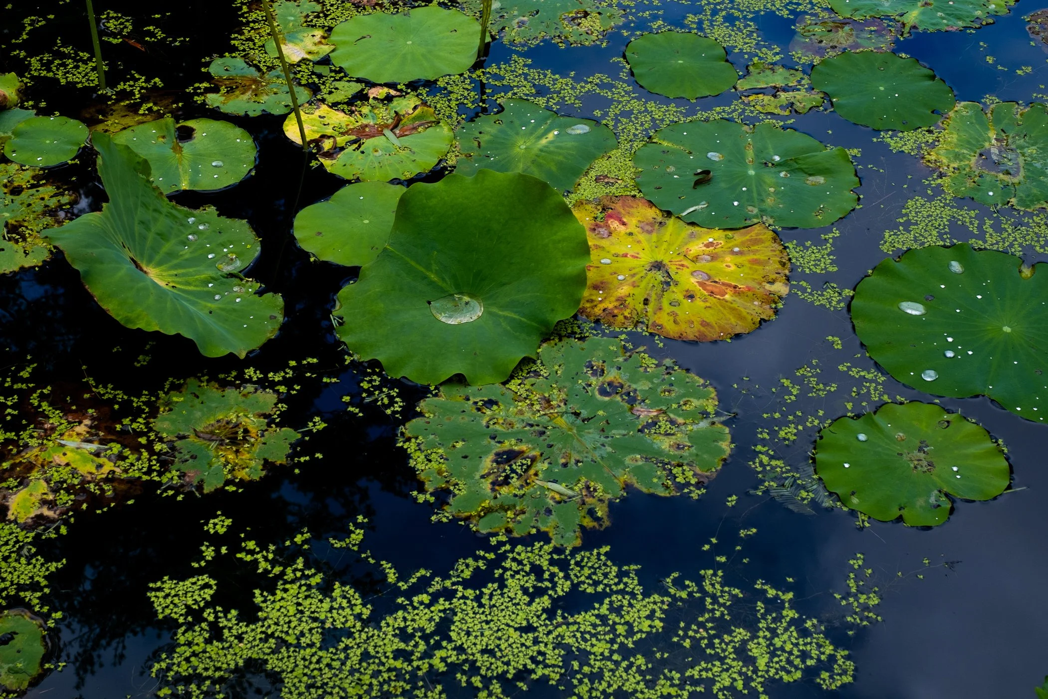 imgi_20_Garden+CONTACT+Final+Portfolio+5-12_Page_19.jpg
