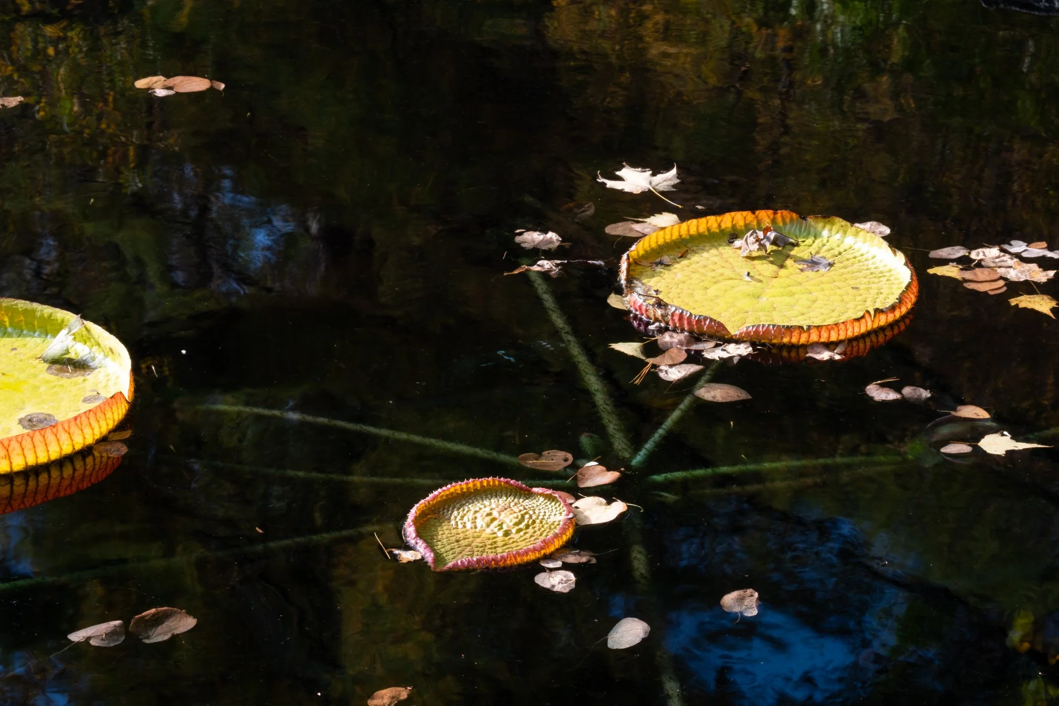 The Lotus Revealed - Garden edits 5-13-26_Page_24.jpg