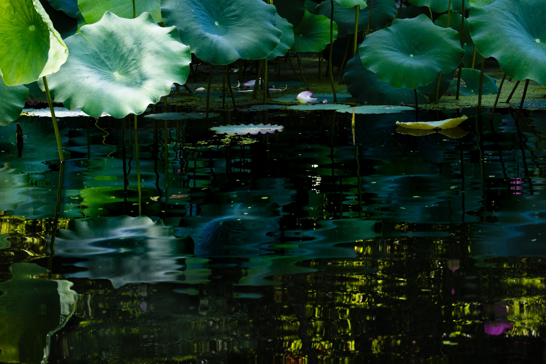 The Lotus Revealed - Garden edits 5-13-26_Page_16.jpg