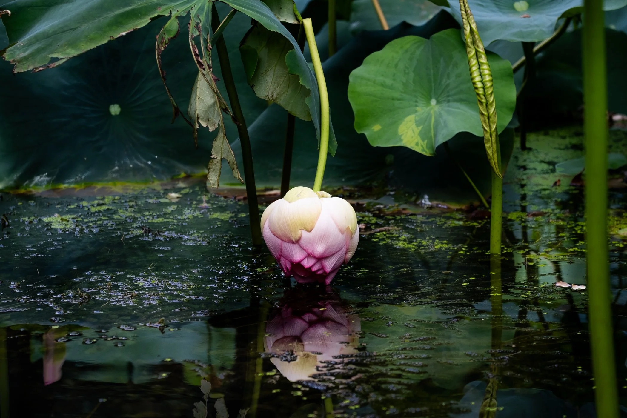 The Lotus Revealed - Garden edits 5-13-26_Page_03.jpg