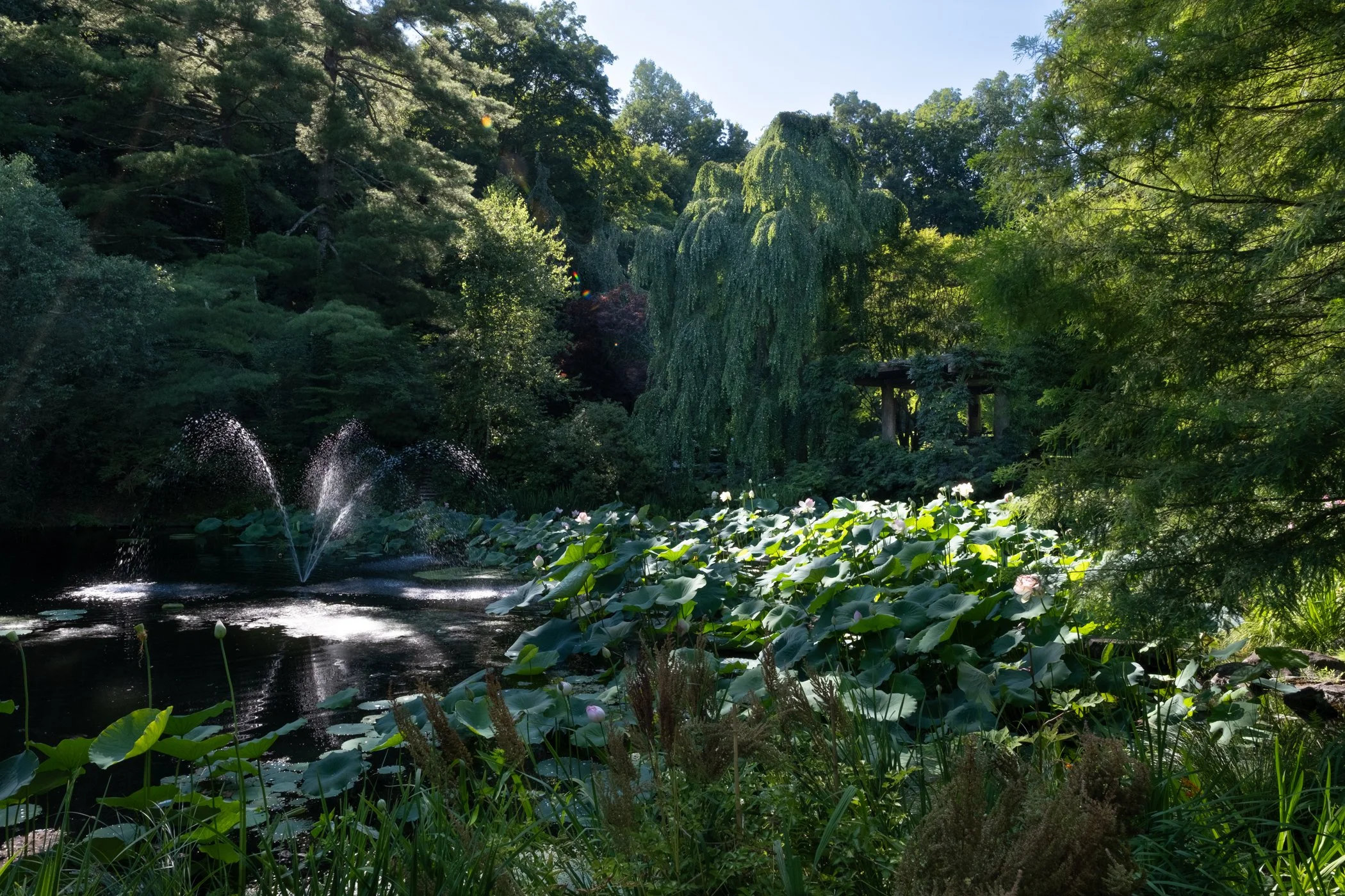 The Lotus Revealed - Garden edits 5-13-26_Page_21.jpg