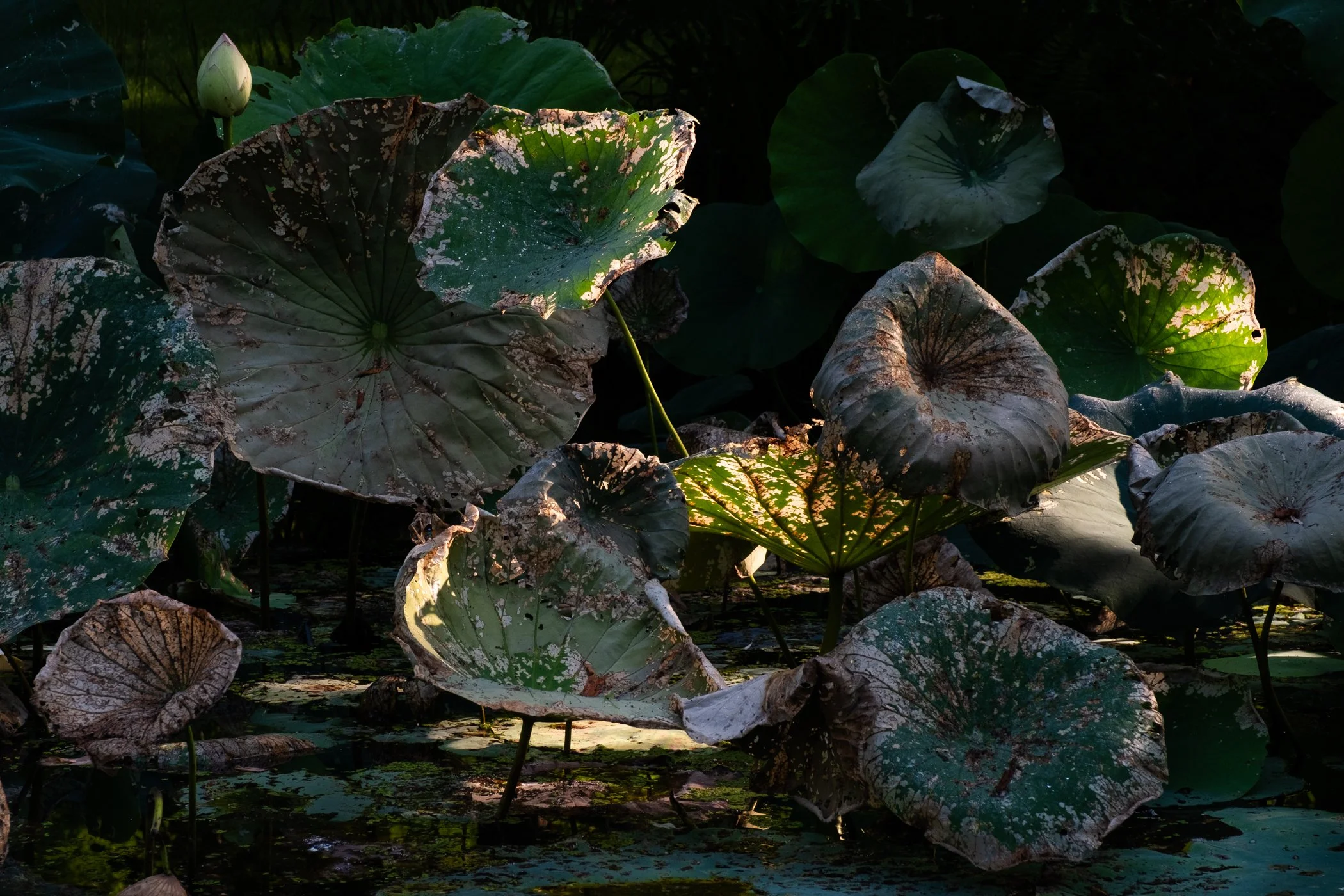 The Lotus Revealed - Garden edits 5-13-26_Page_07.jpg