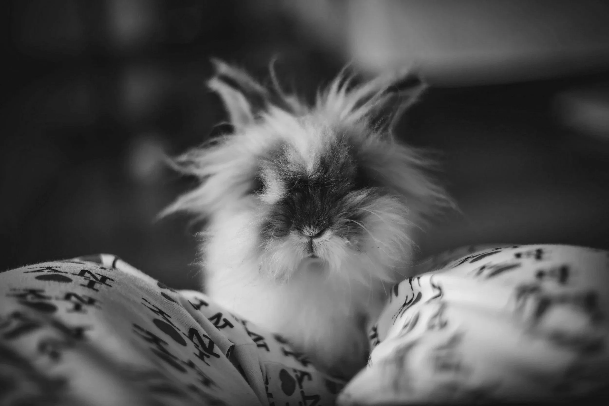 Preppy Pet