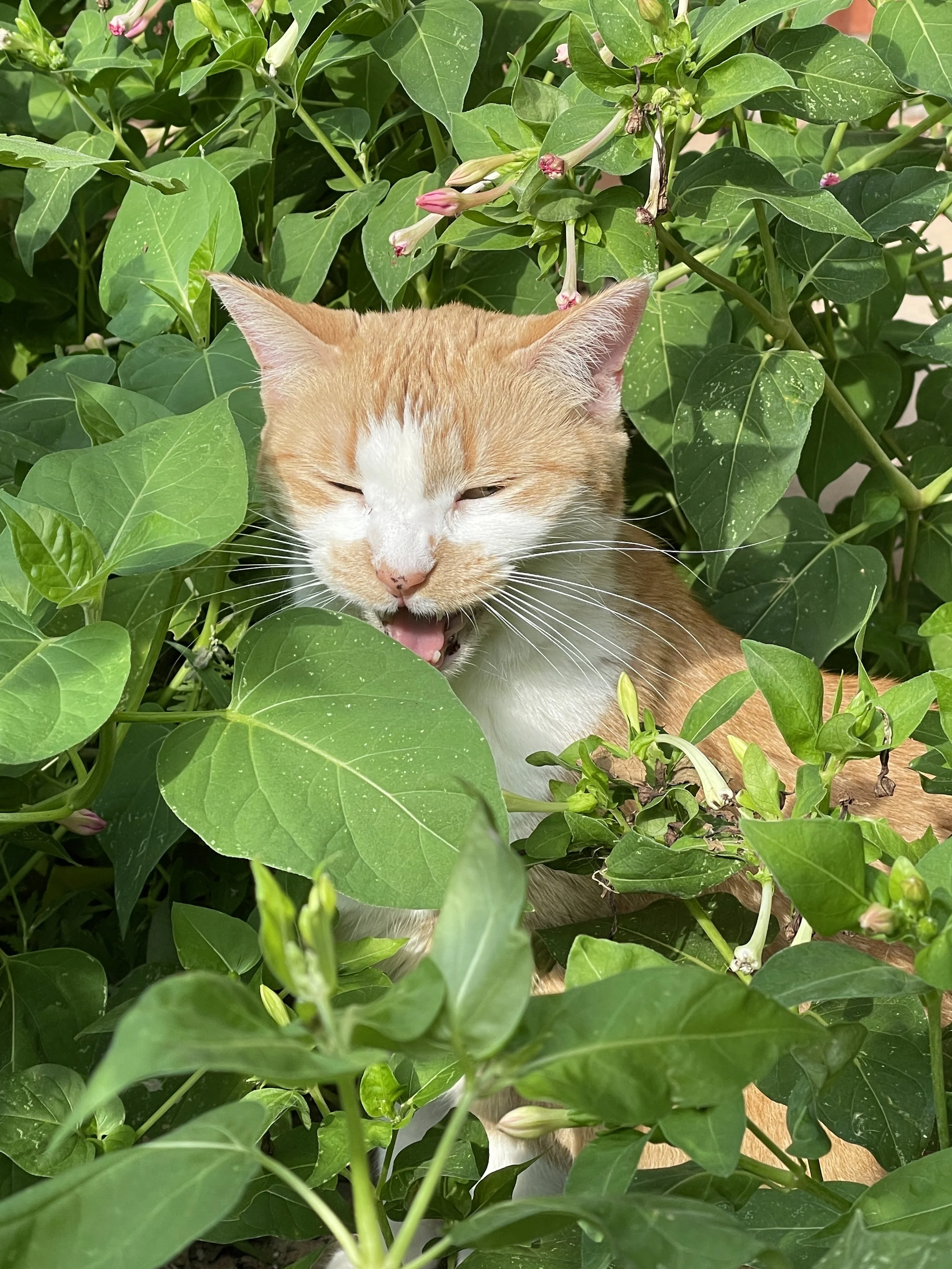 The Heart of Spring