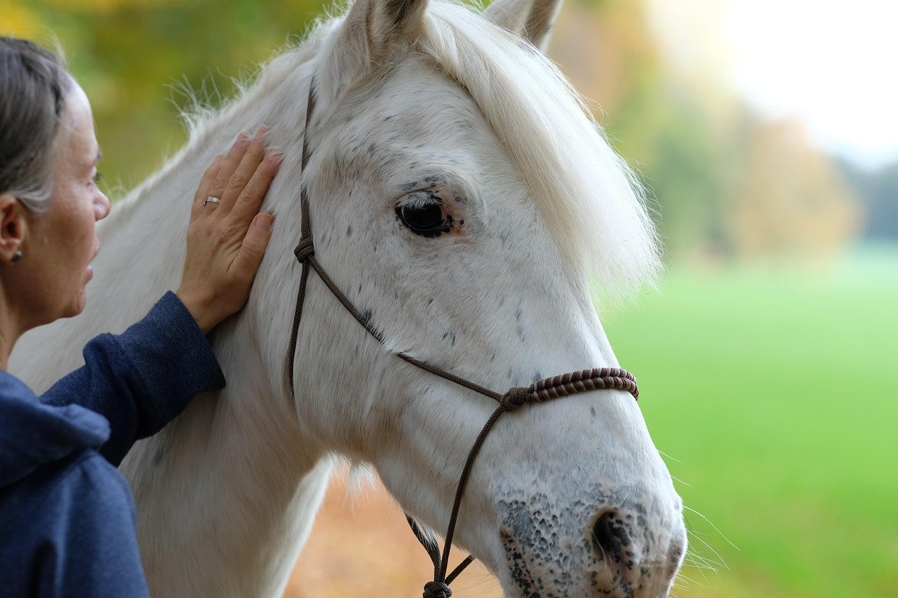Deposit for scheduling an equine wellness massage