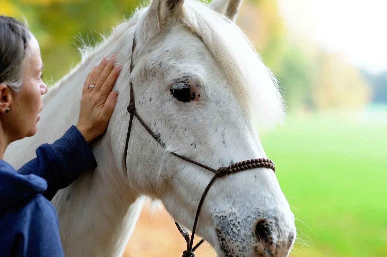 Basics Of Horse Massage 