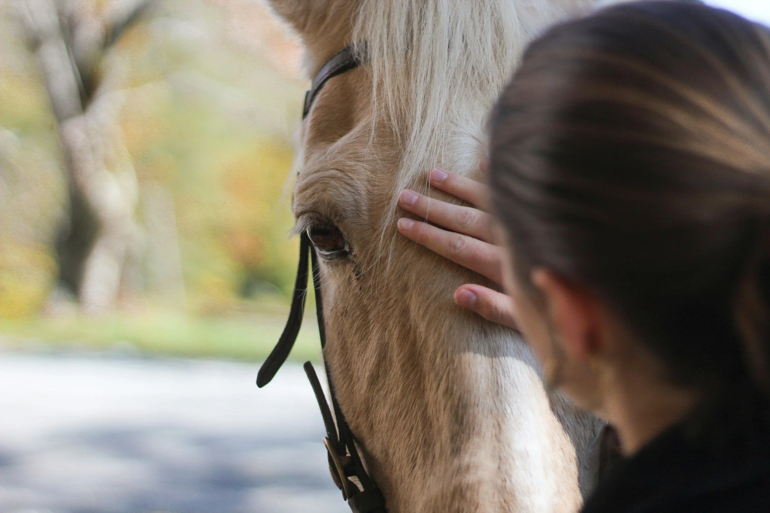 Person petting a light-colored horse's neck with a hand, outdoors.