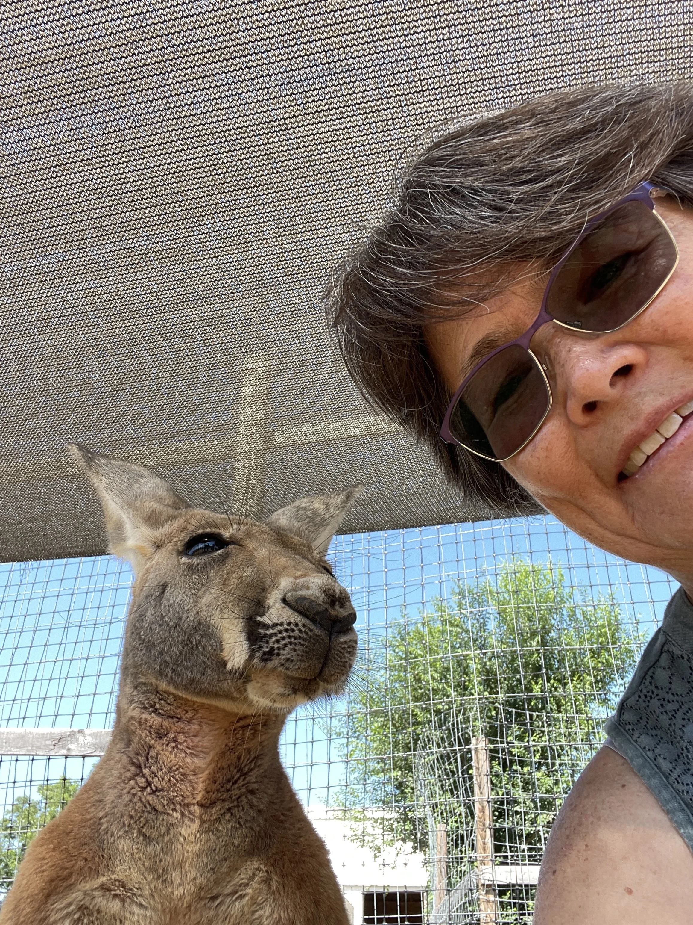 A woman with sunglasses smiling and a kangaroo inside an enclosure with a wire fence. The sky is blue with some trees in the background.