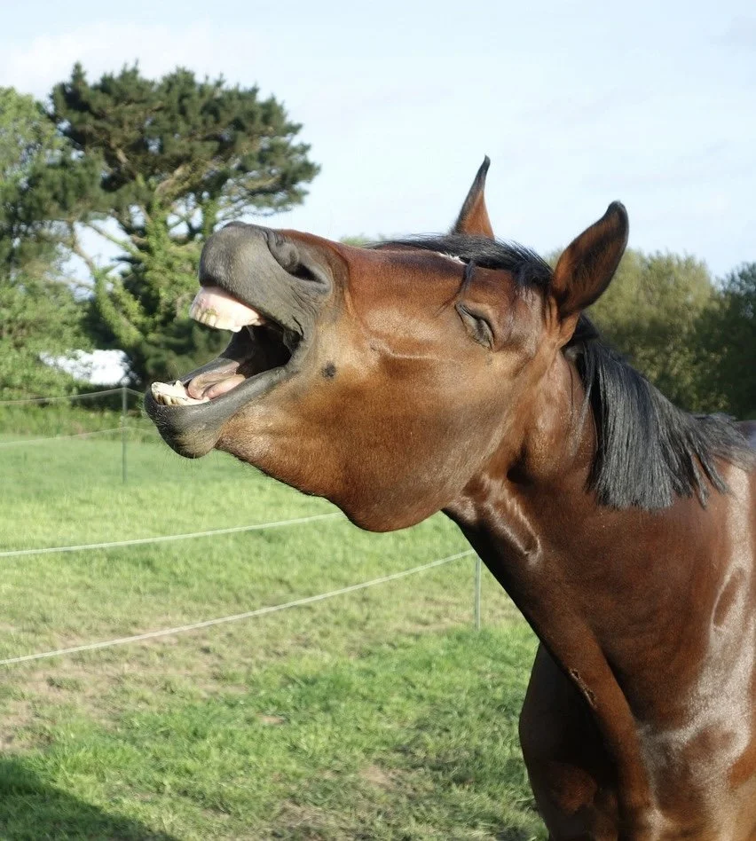 A brown horse with black mane mid-yawn in a grassy field, with trees in the background.