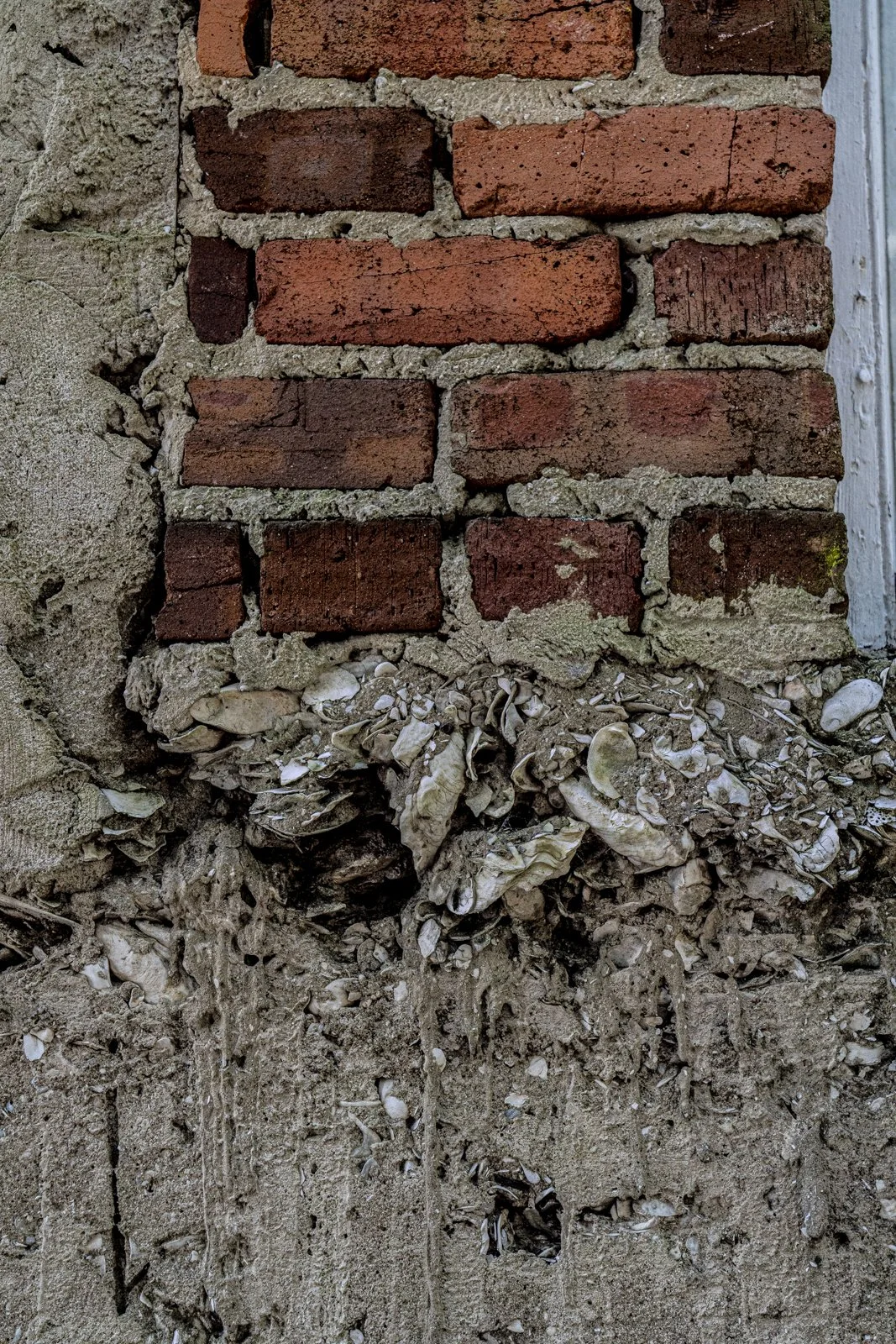 Brick wall with shells embedded in the concrete.