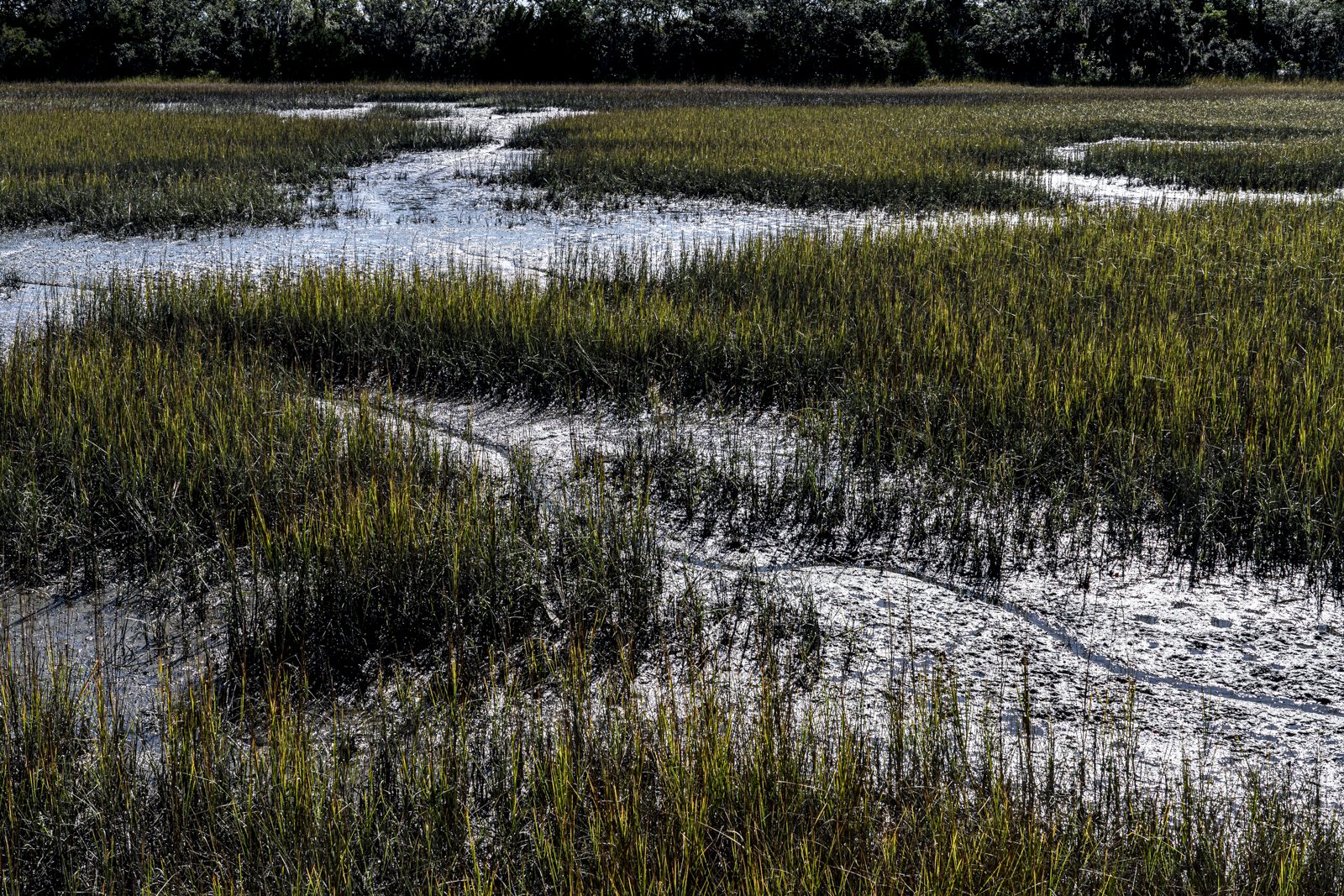 Marsh with pluff mud and grass.
