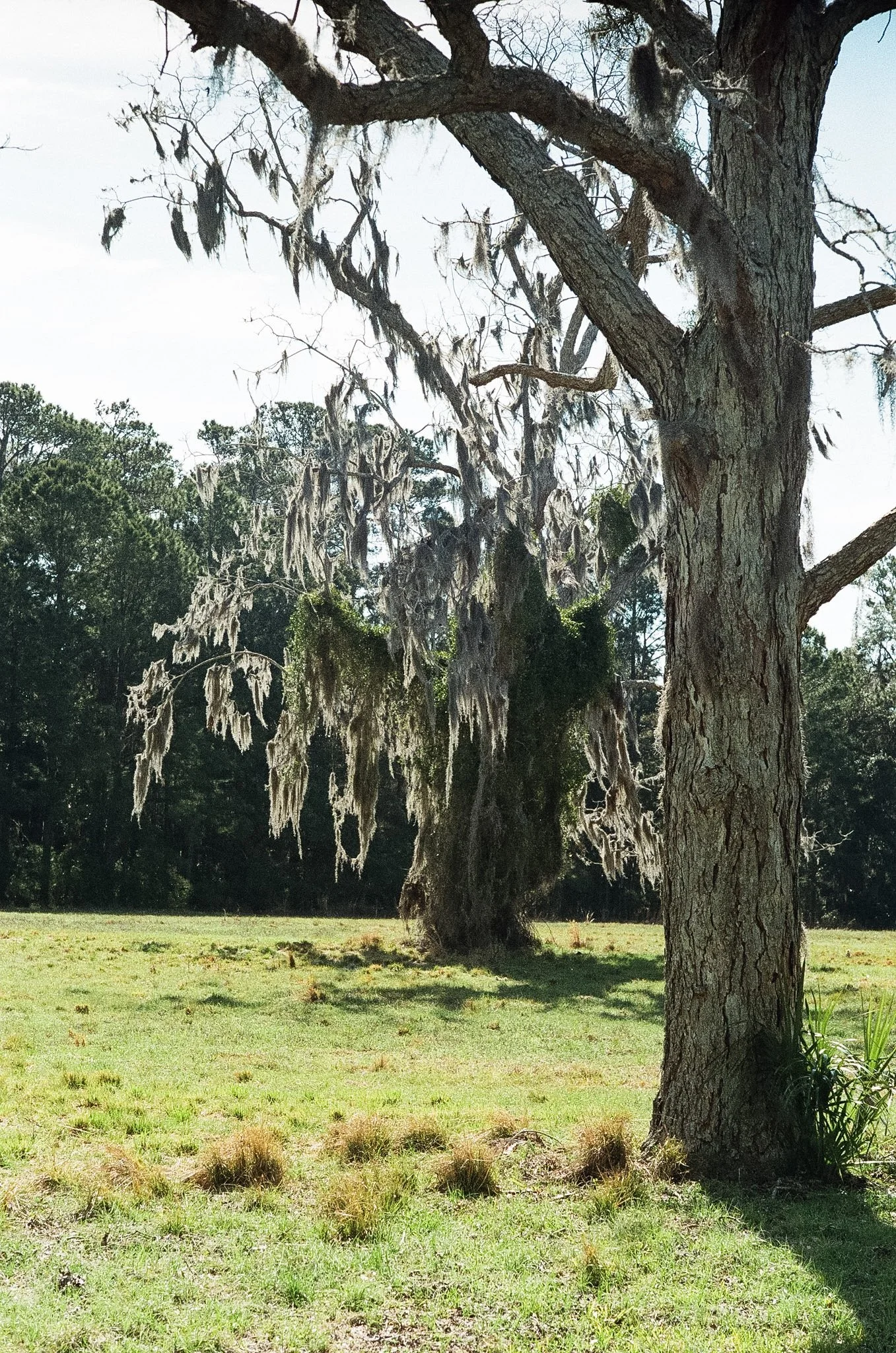 Two trees in the foreground on grass, with more trees in the background.