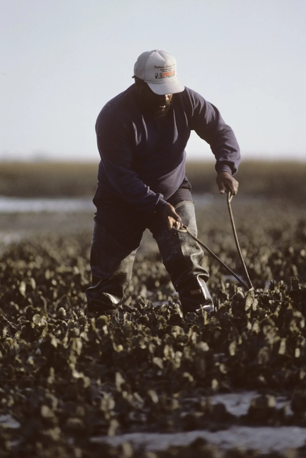 Historical image from 1987 of a man wearing waders, a navy blue crew neck, and a white baseball cap. He stands in a cluster of oysters, using a large metal tool to harvest them.