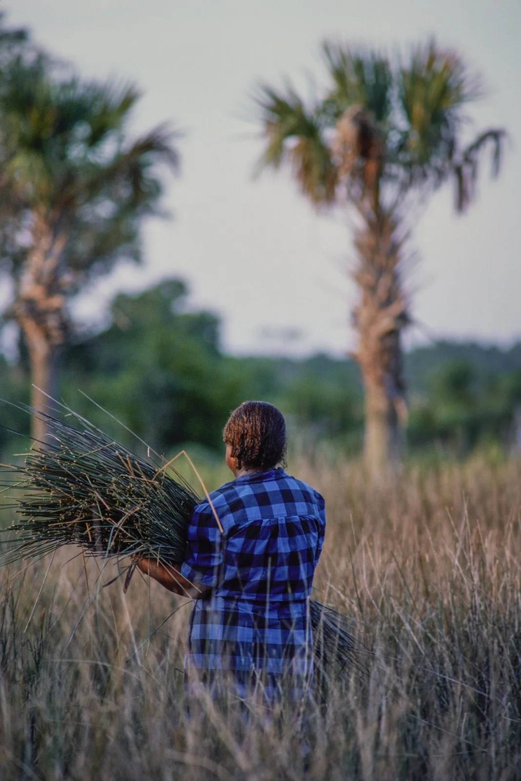 Historical image from 1987 of a Gullah Geechee woman in a field, carrying a large load of sweetgrass.