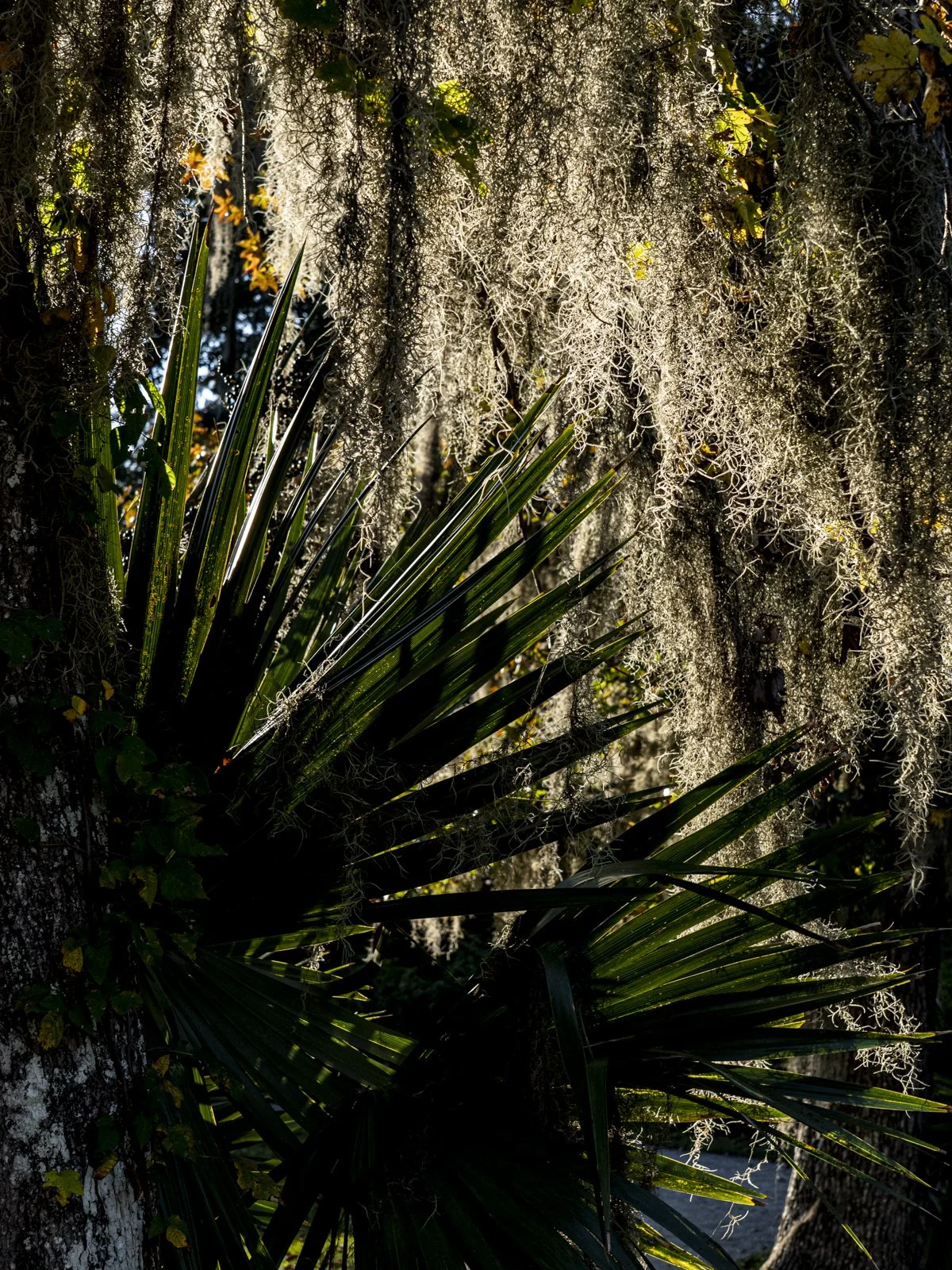 Foliage.